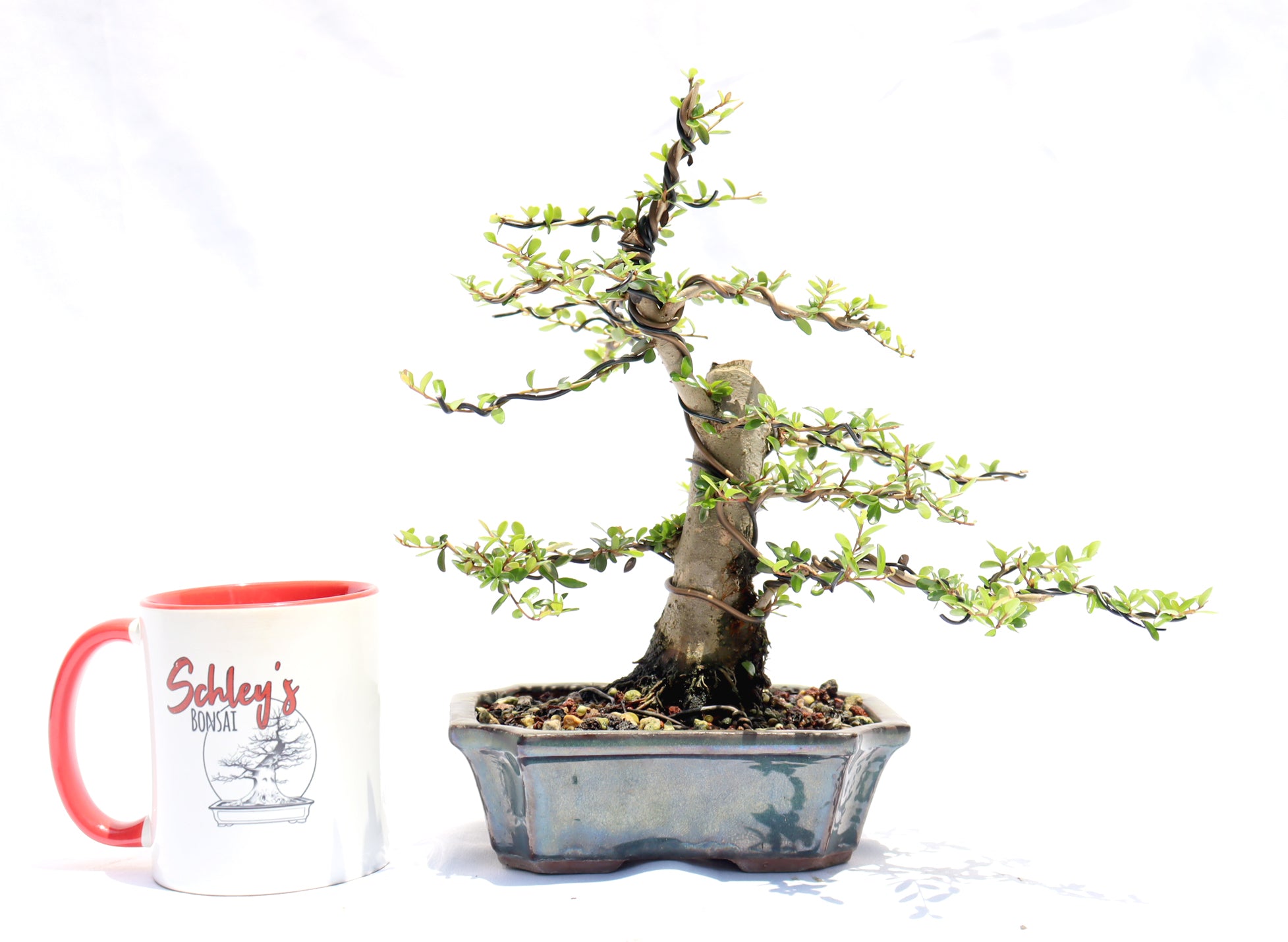 Neea Buxifolia in a Glazed Container