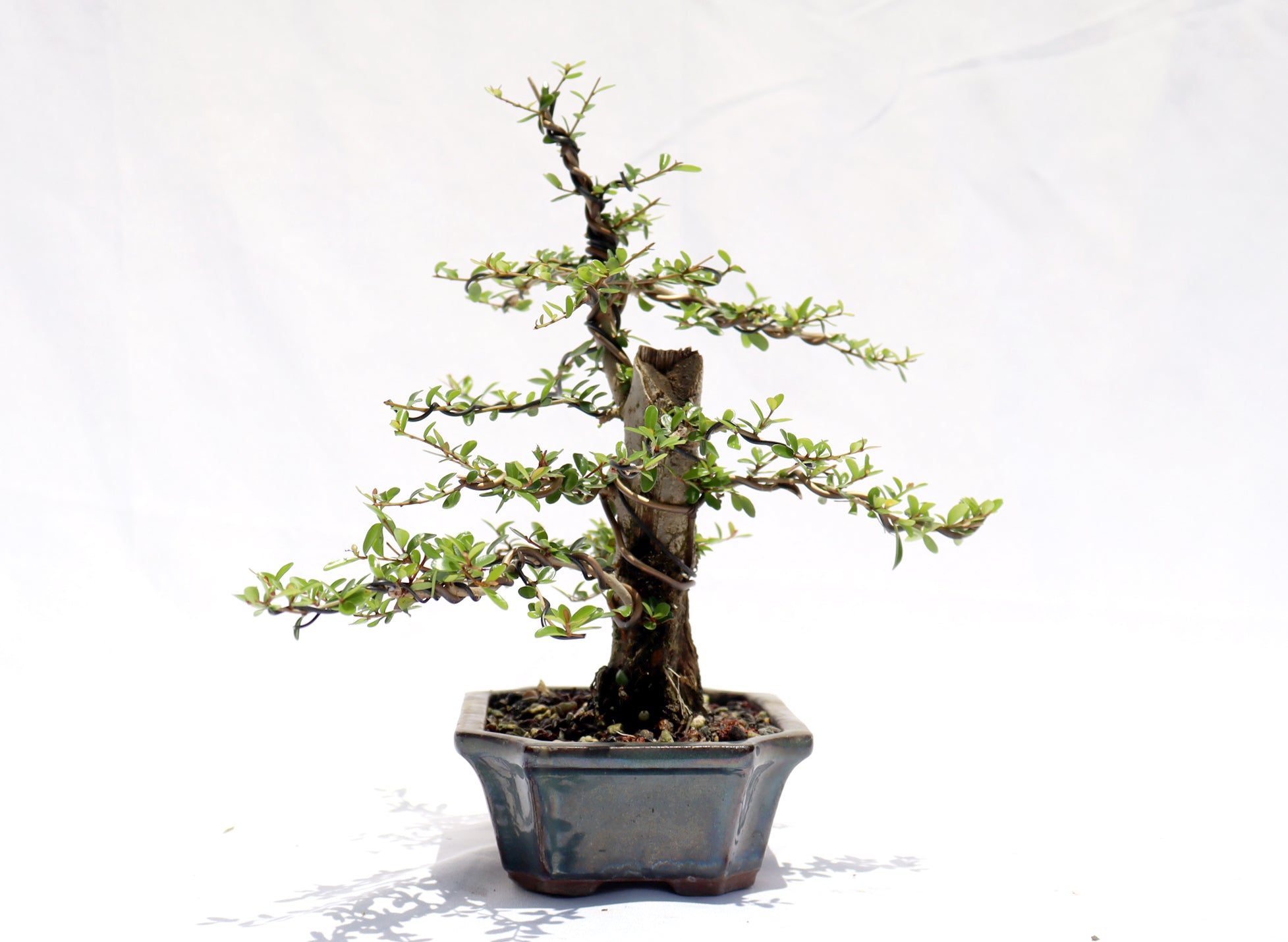Neea Buxifolia in a Glazed Container