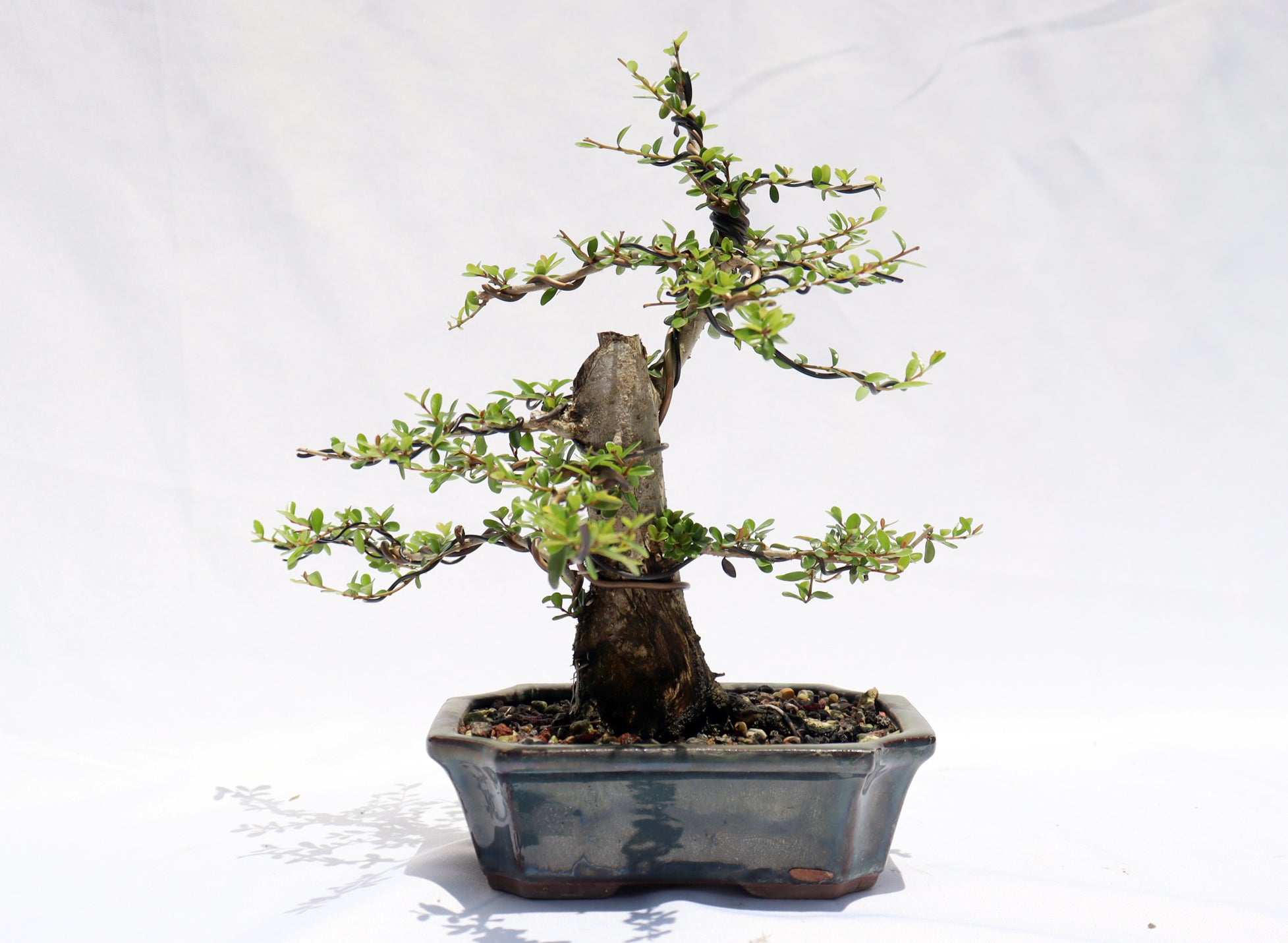 Neea Buxifolia in a Glazed Container