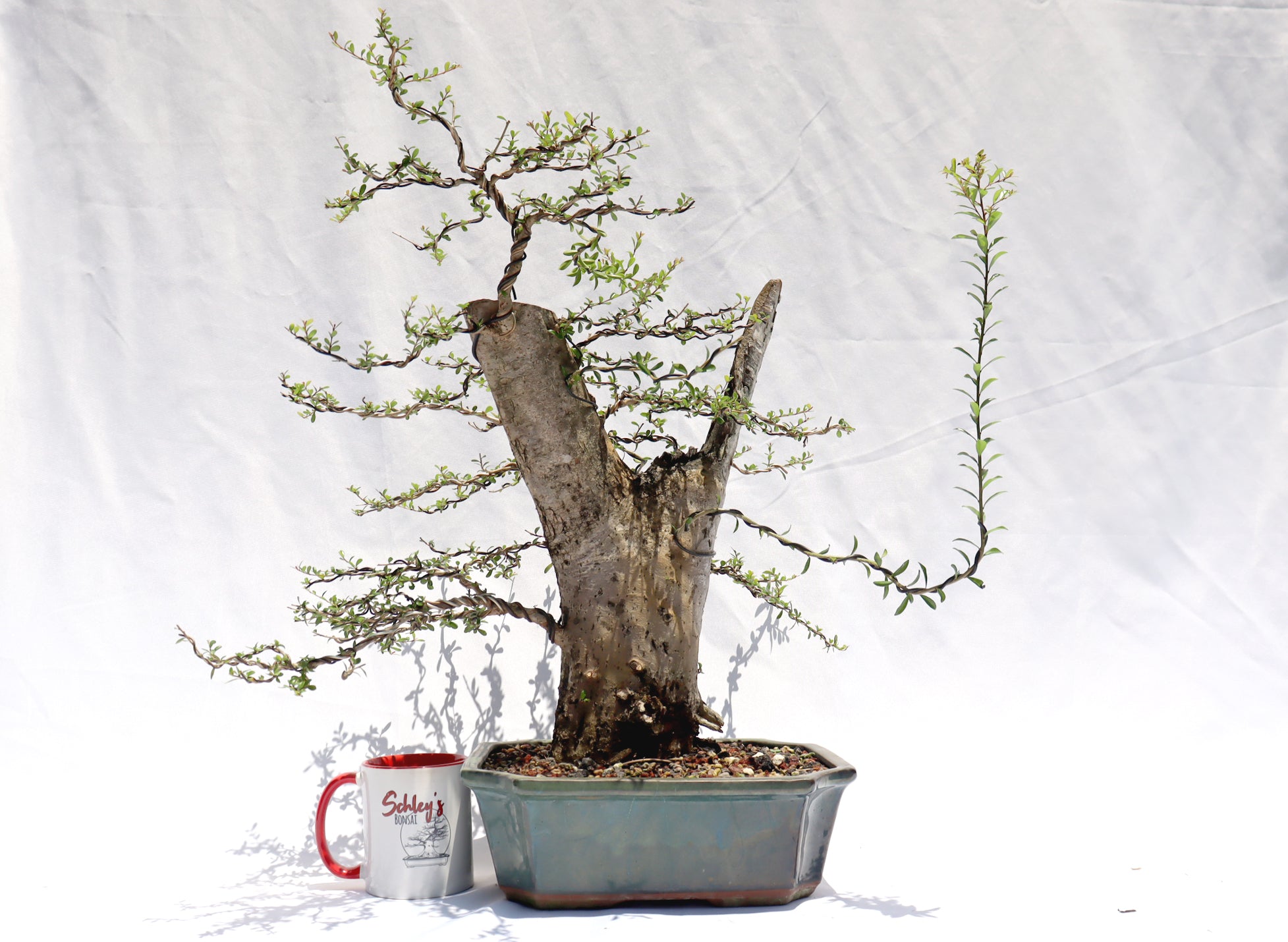 Neea Buxifolia in a Glazed Container