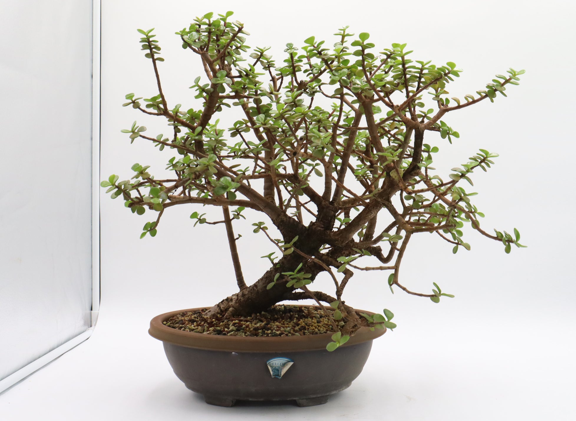 Mini Jade Pre-Bonsai (Portulacaria afra) in a 12 Inch Trainer