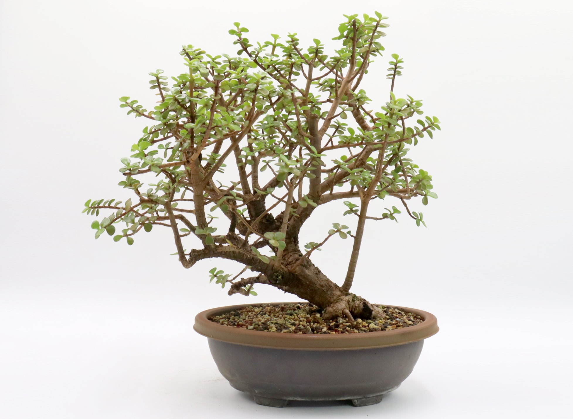 Pre-Bonsai Trees | Schley's Bonsai