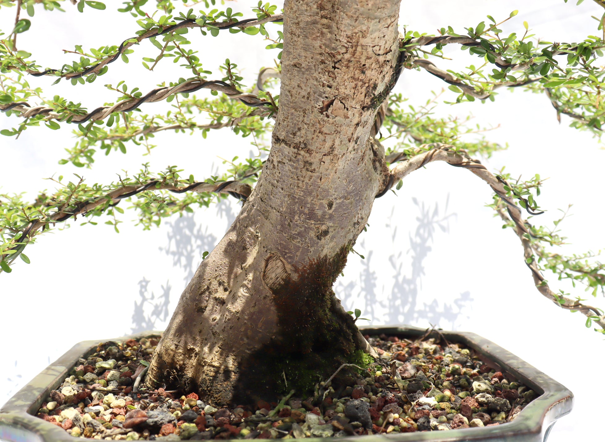 Neea Buxifolia in a Glazed Container