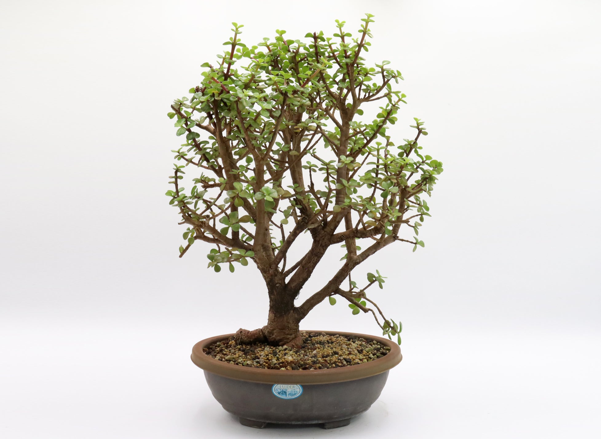 Mini Jade Pre-Bonsai (Portulacaria afra) in a 12 Inch Trainer | Schley ...