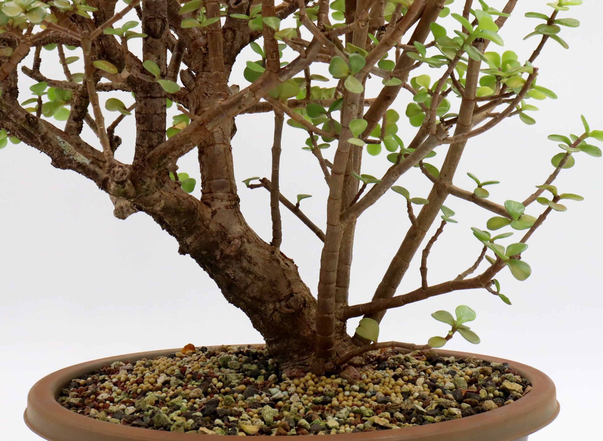 Mini Jade Pre Bonsai Portulacaria Afra In A 12 Inch Trainer Schley