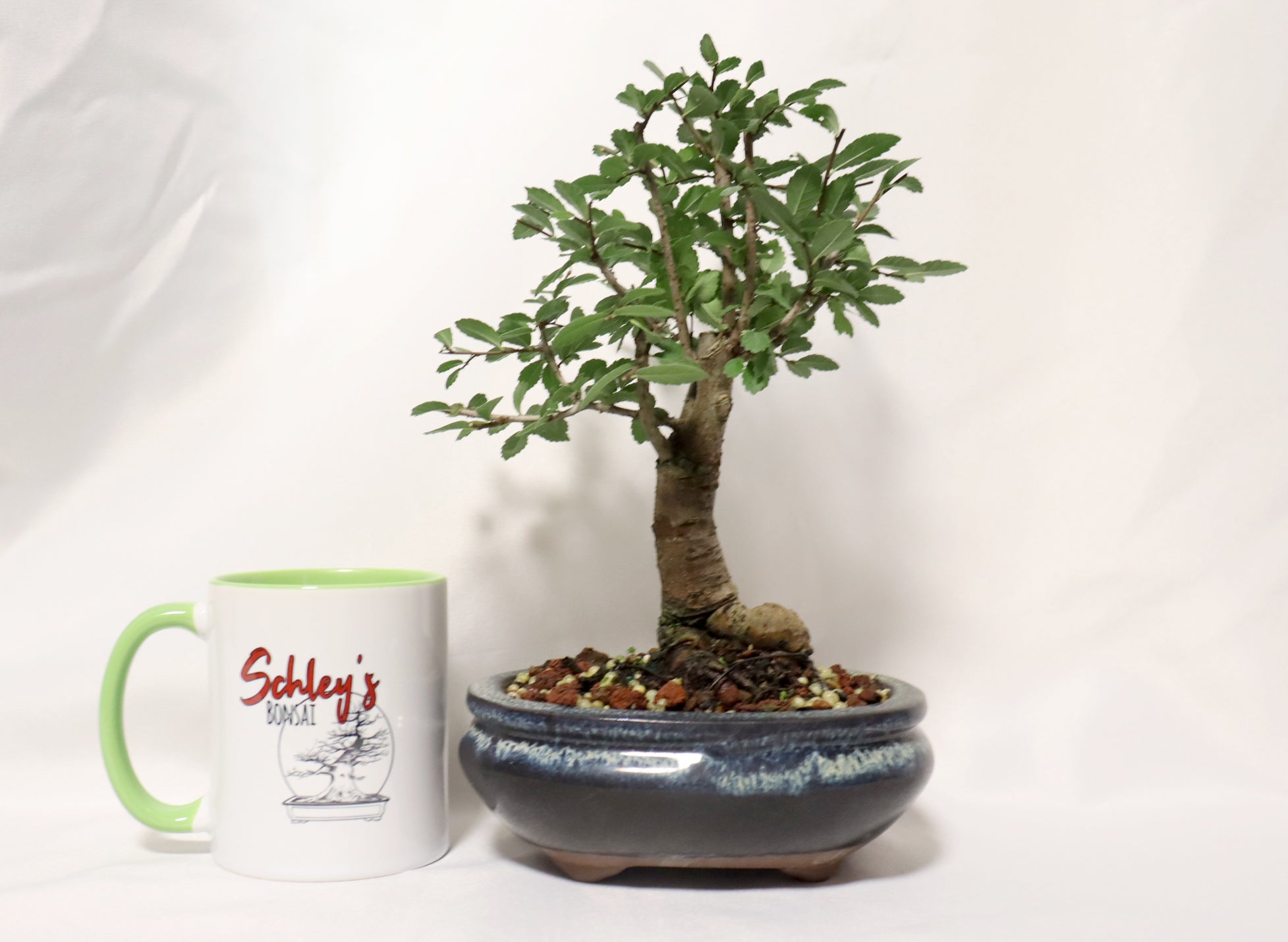 Chinese Elm in a Glazed Container