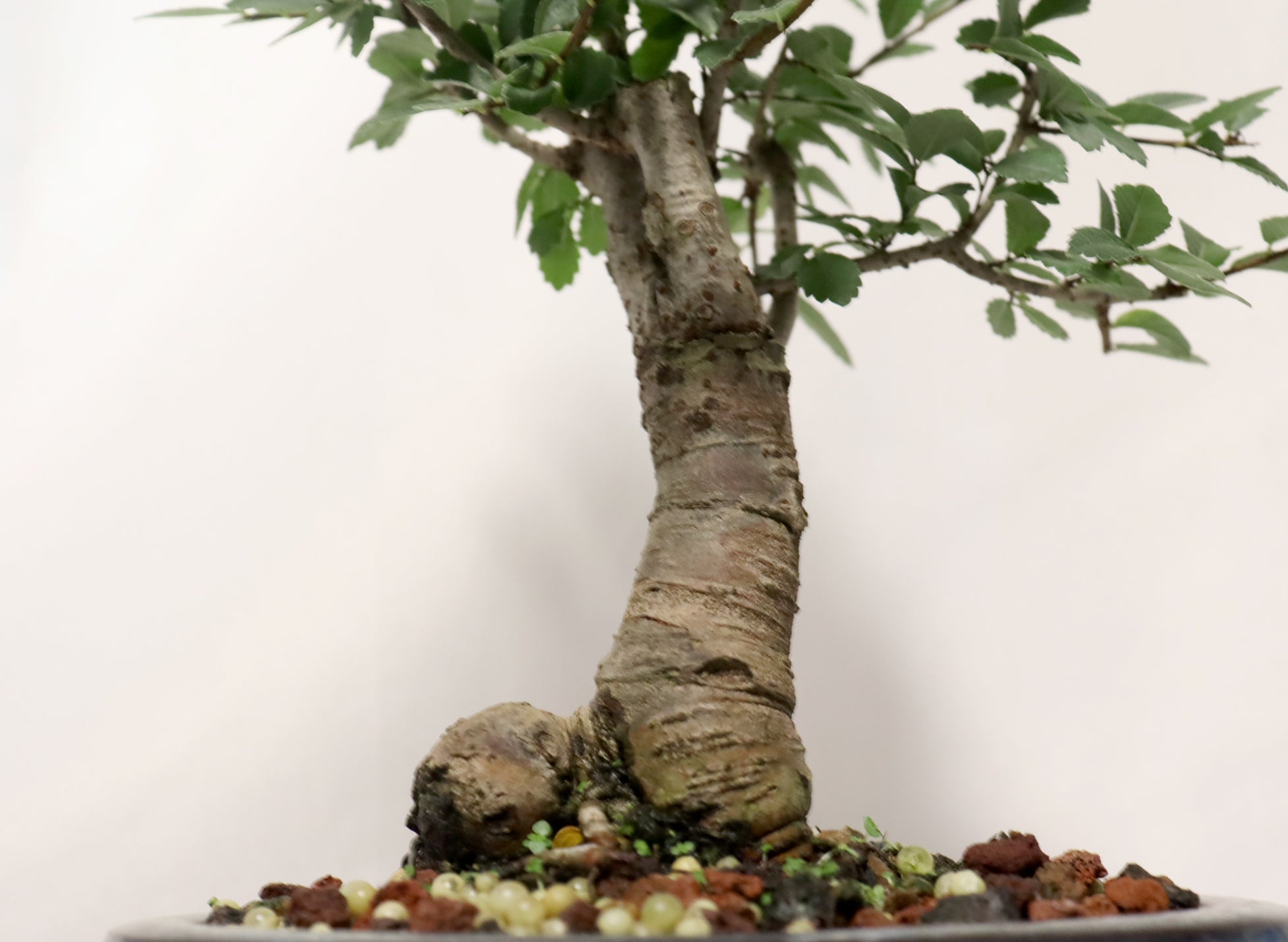 Chinese Elm in a Glazed Container