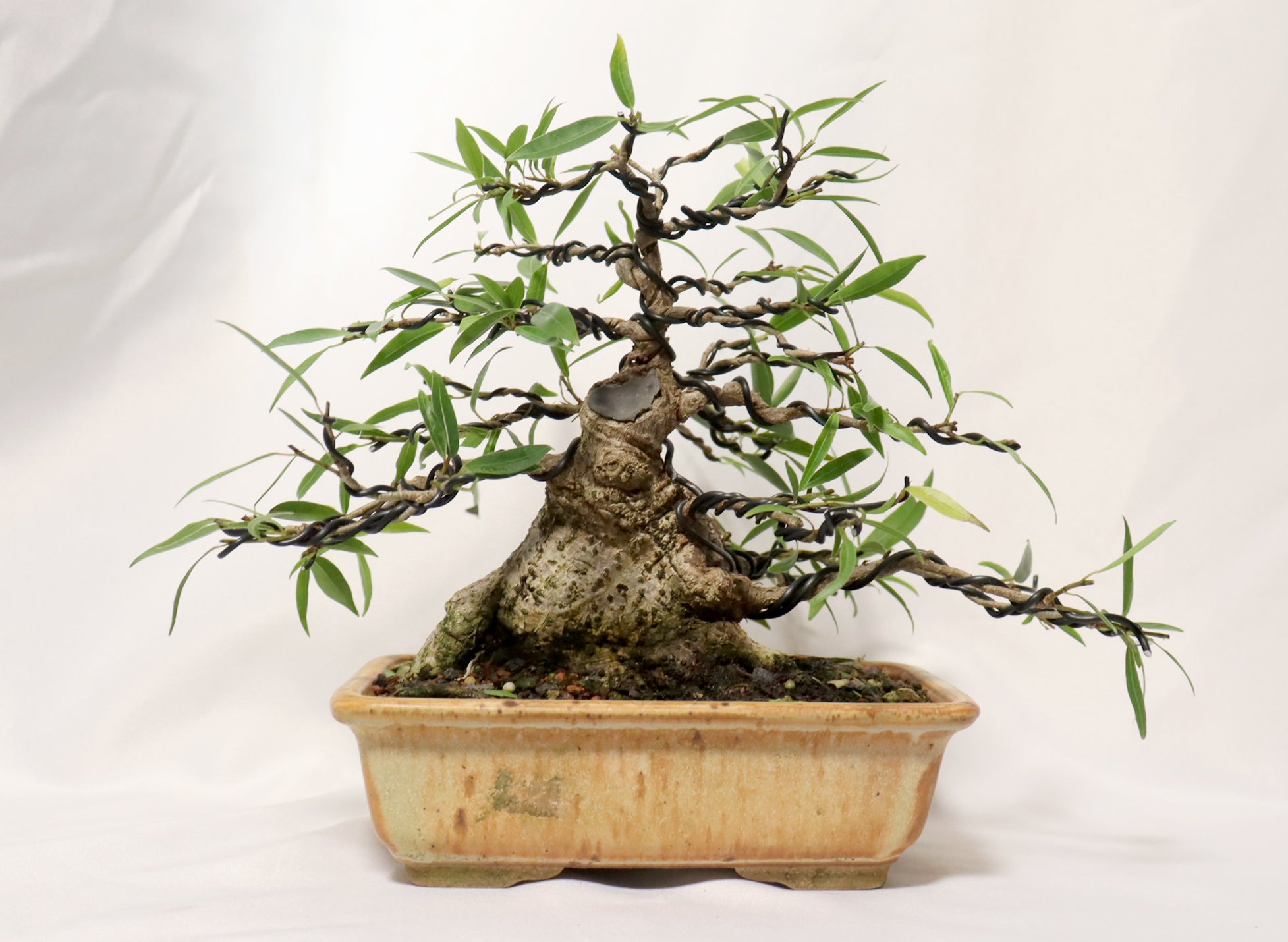 Willow Leaf FIcus in a Glazed Container