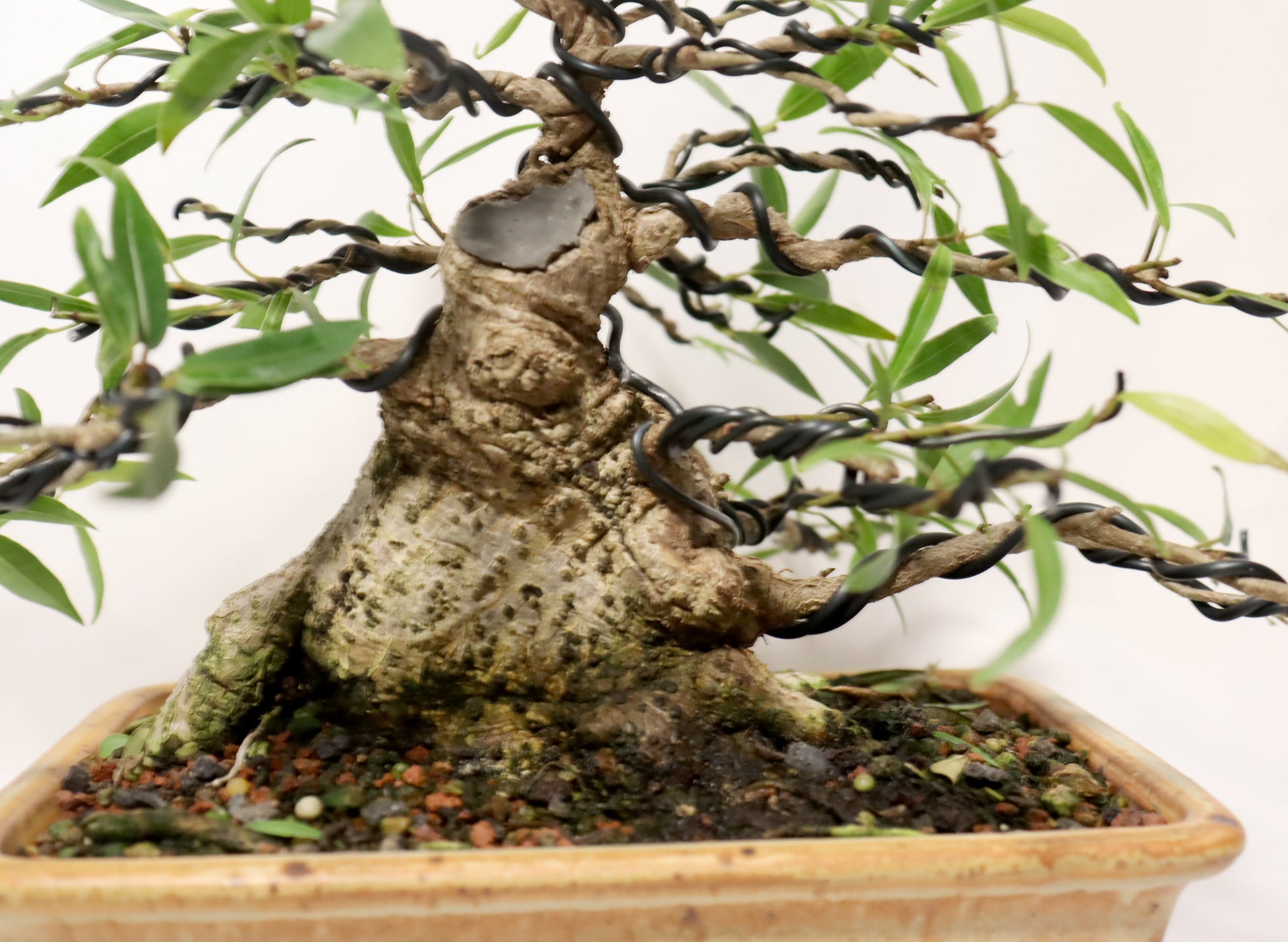 Willow Leaf FIcus in a Glazed Container