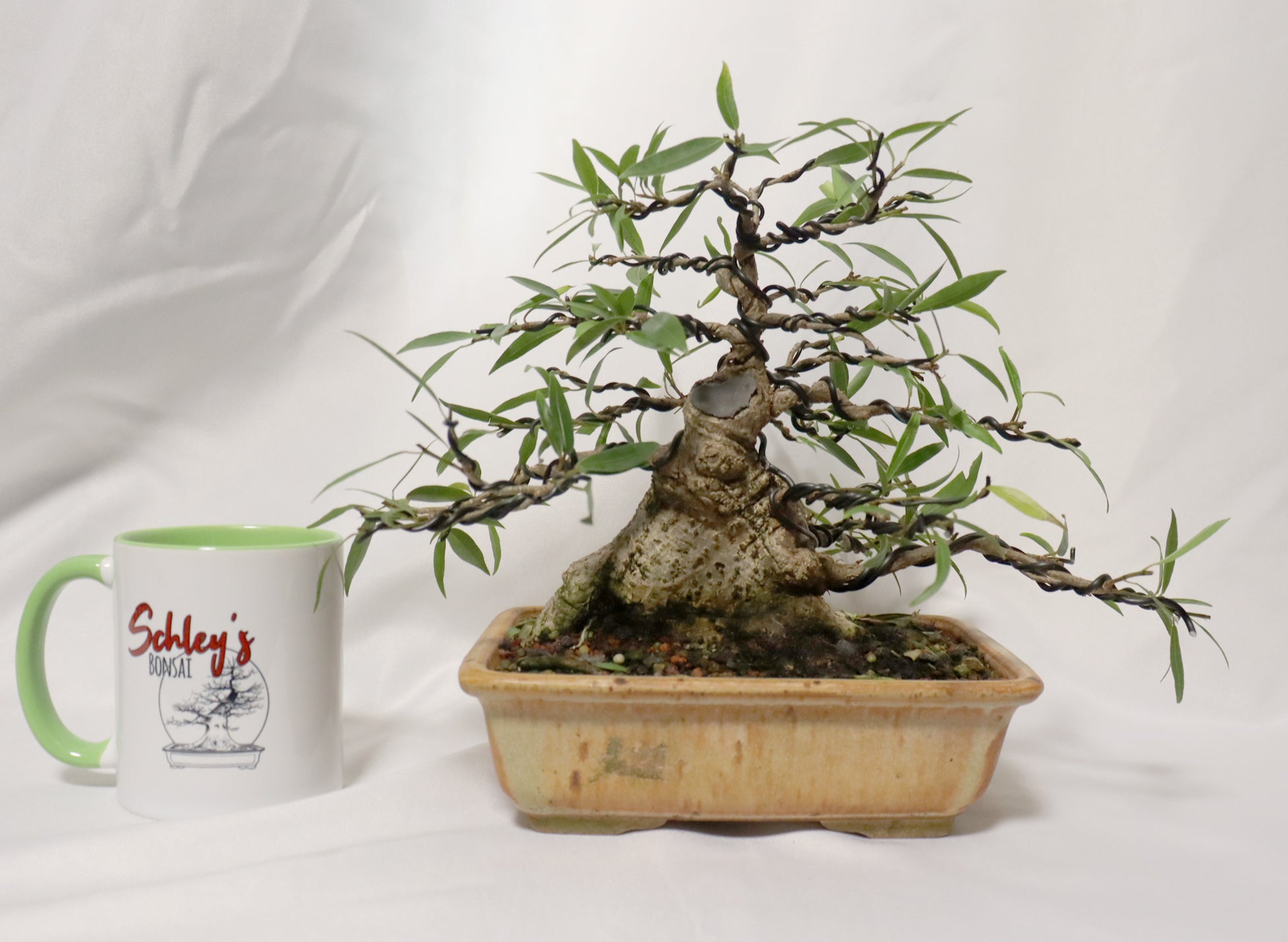 Willow Leaf FIcus in a Glazed Container