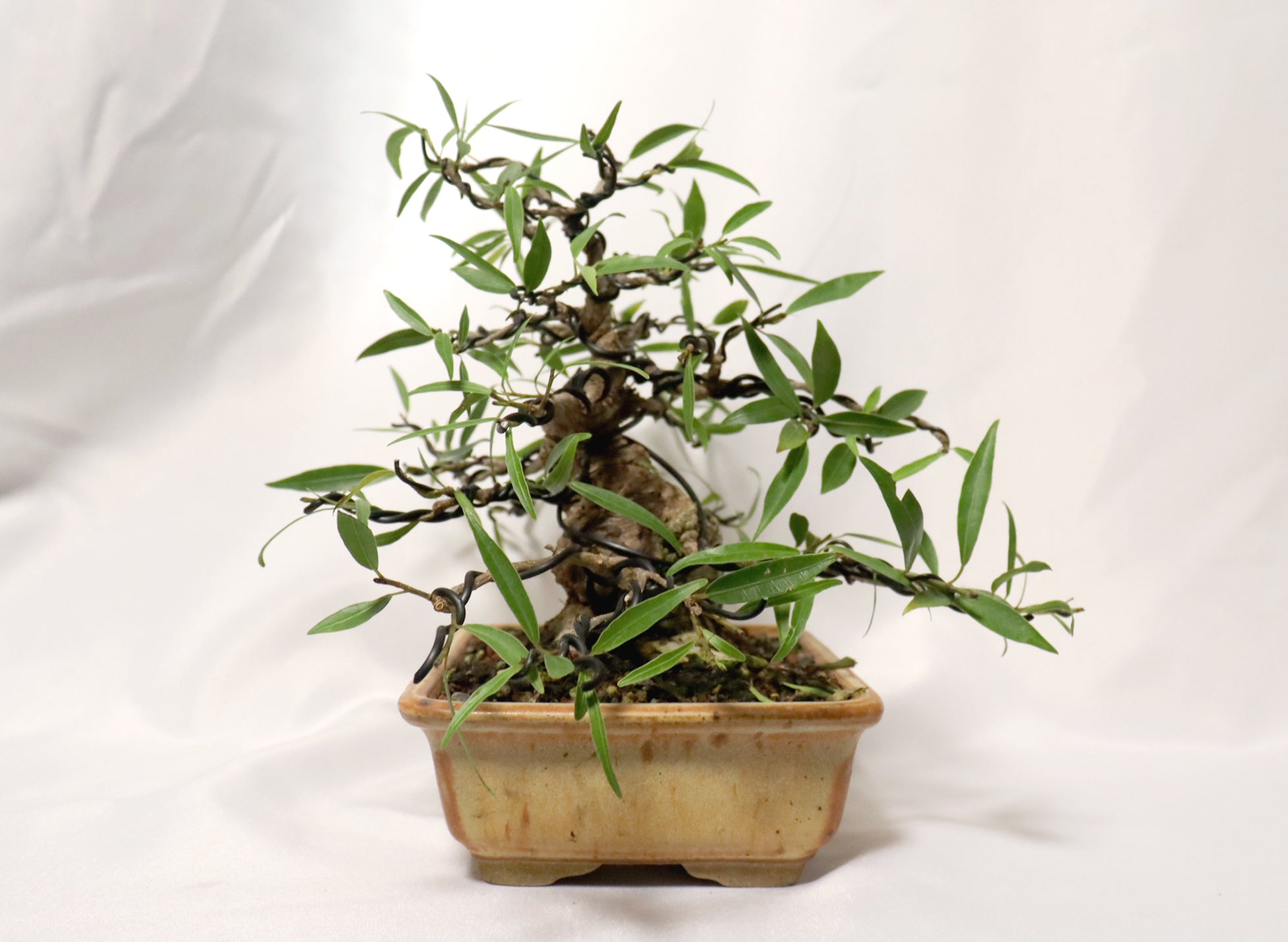Willow Leaf FIcus in a Glazed Container