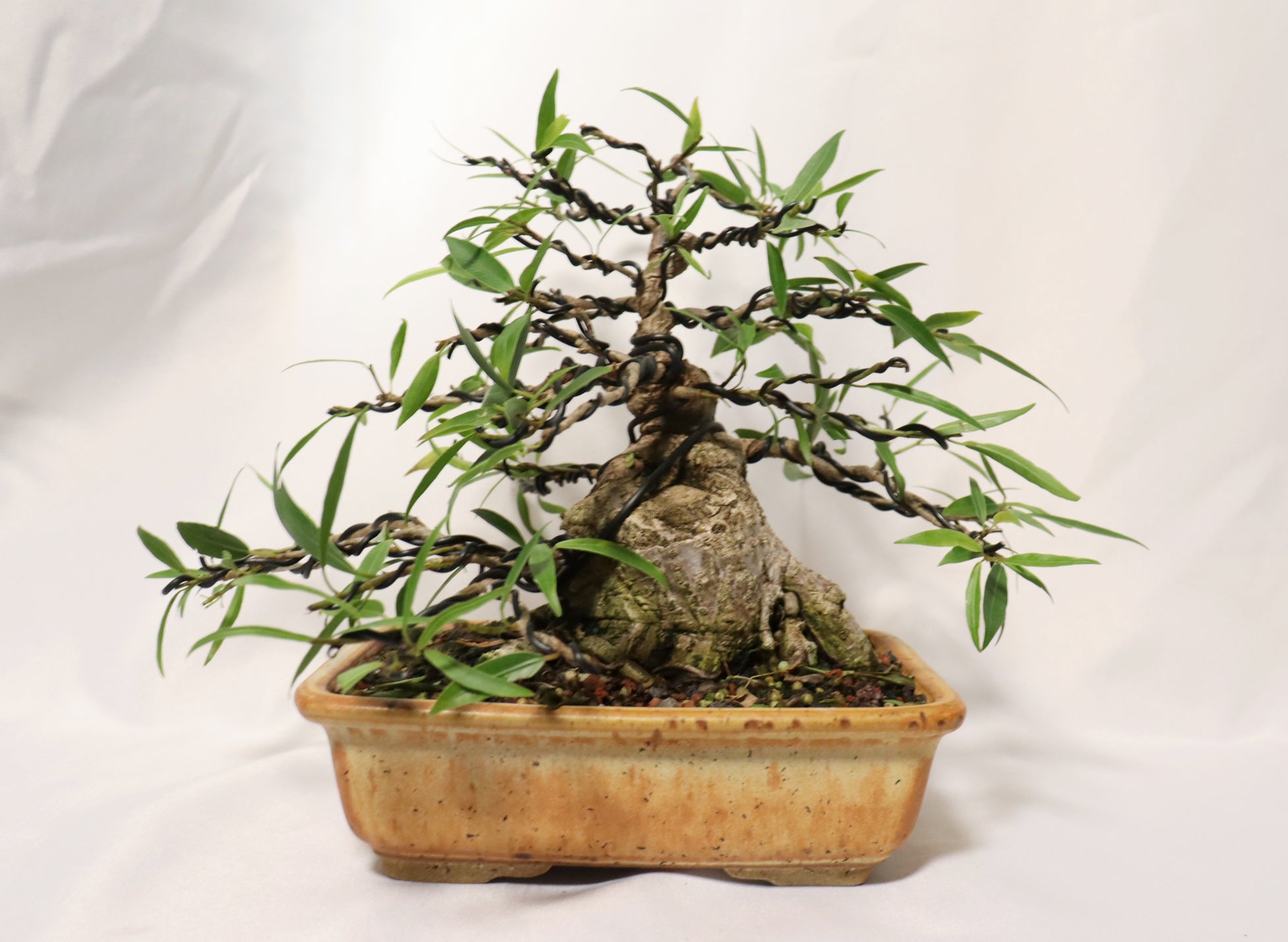 Willow Leaf FIcus in a Glazed Container