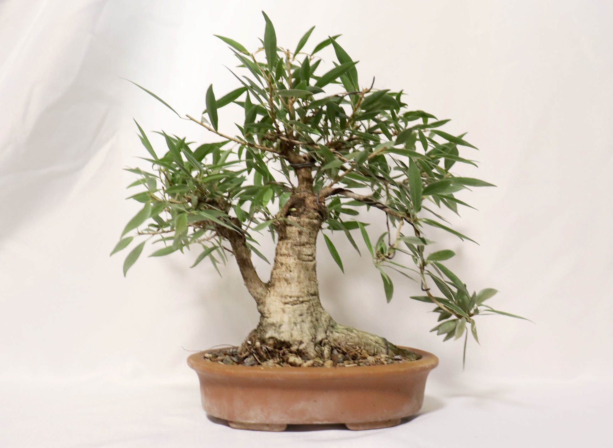 Willow Leaf FIcus in an Unglazed Container