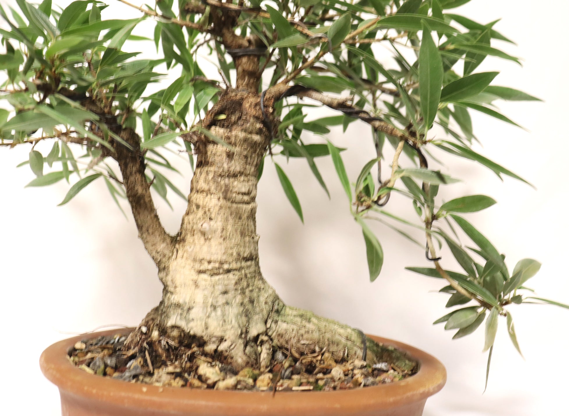 Willow Leaf FIcus in an Unglazed Container