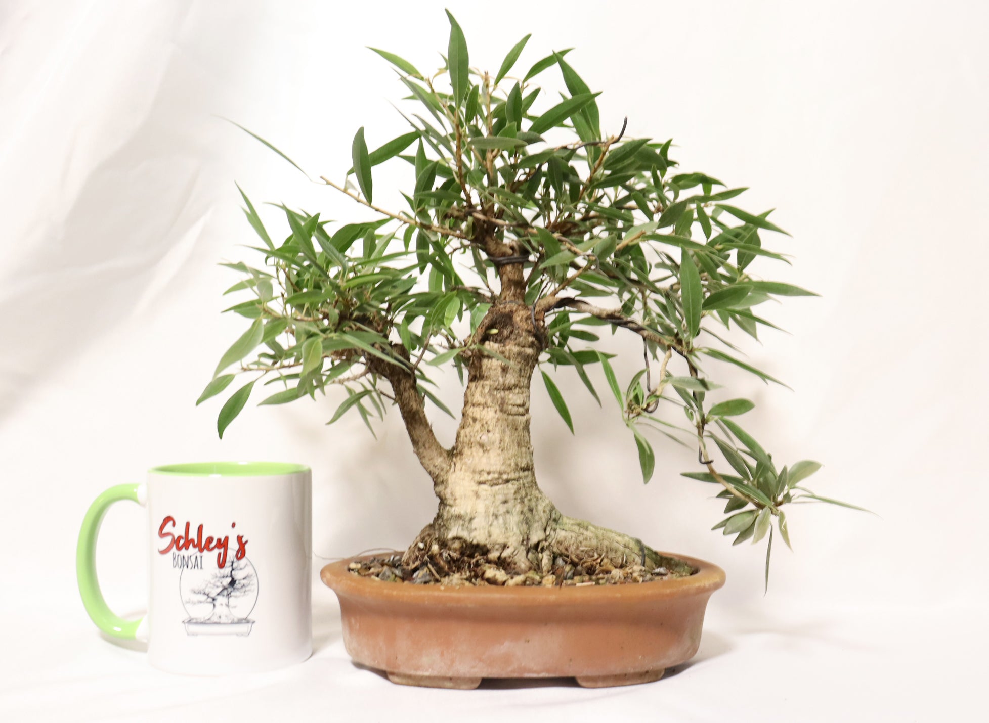 Willow Leaf FIcus in an Unglazed Container