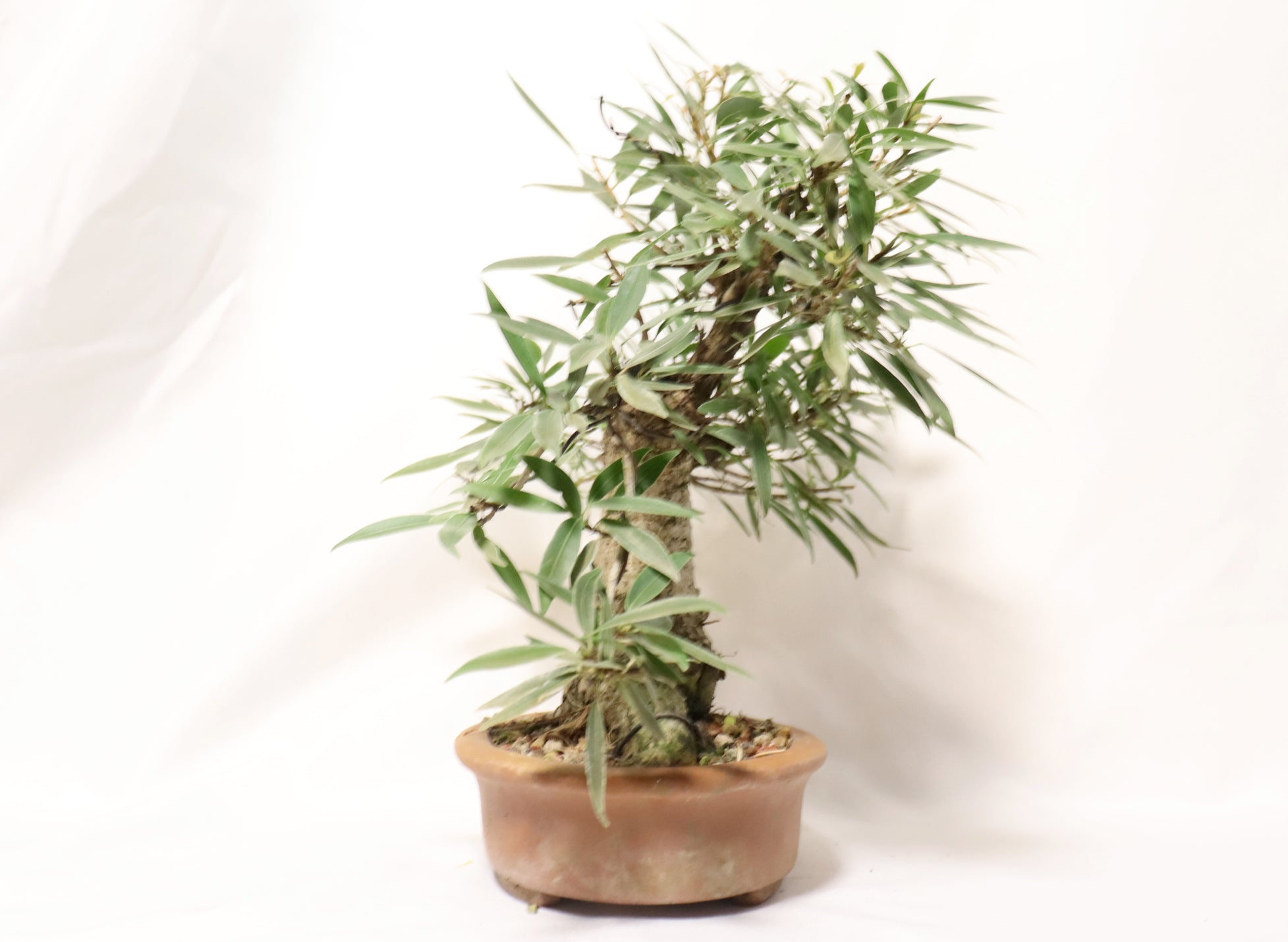 Willow Leaf FIcus in an Unglazed Container