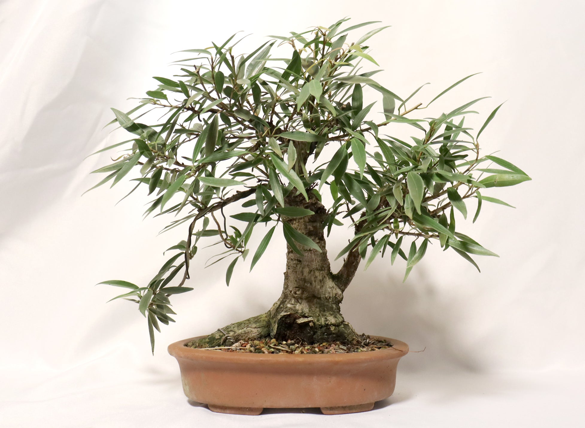 Willow Leaf FIcus in an Unglazed Container