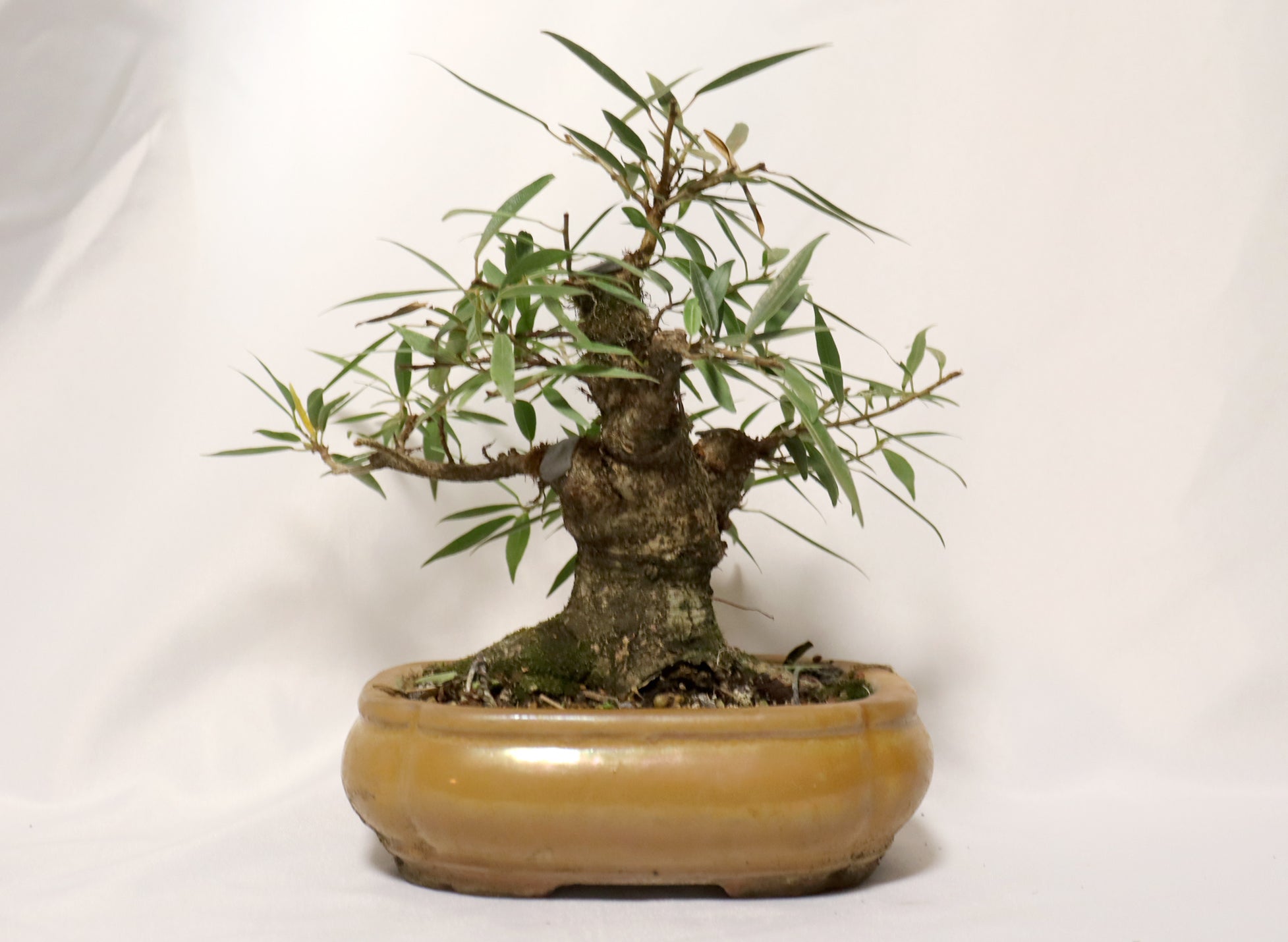 Willow Leaf FIcus in a Glazed Container
