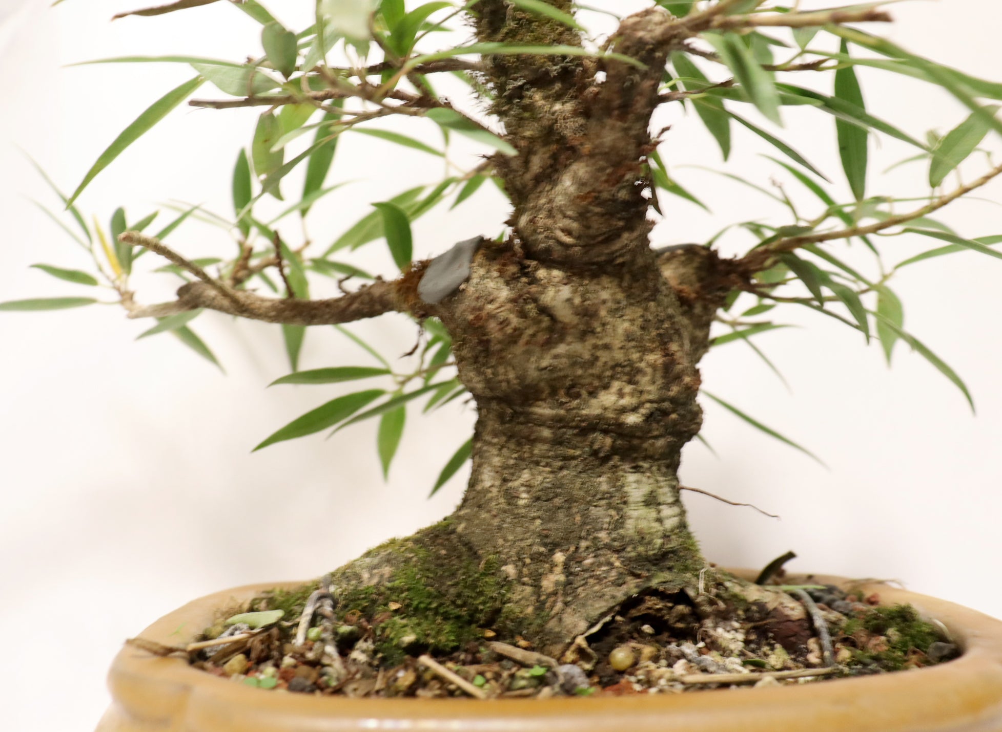 Willow Leaf FIcus in a Glazed Container