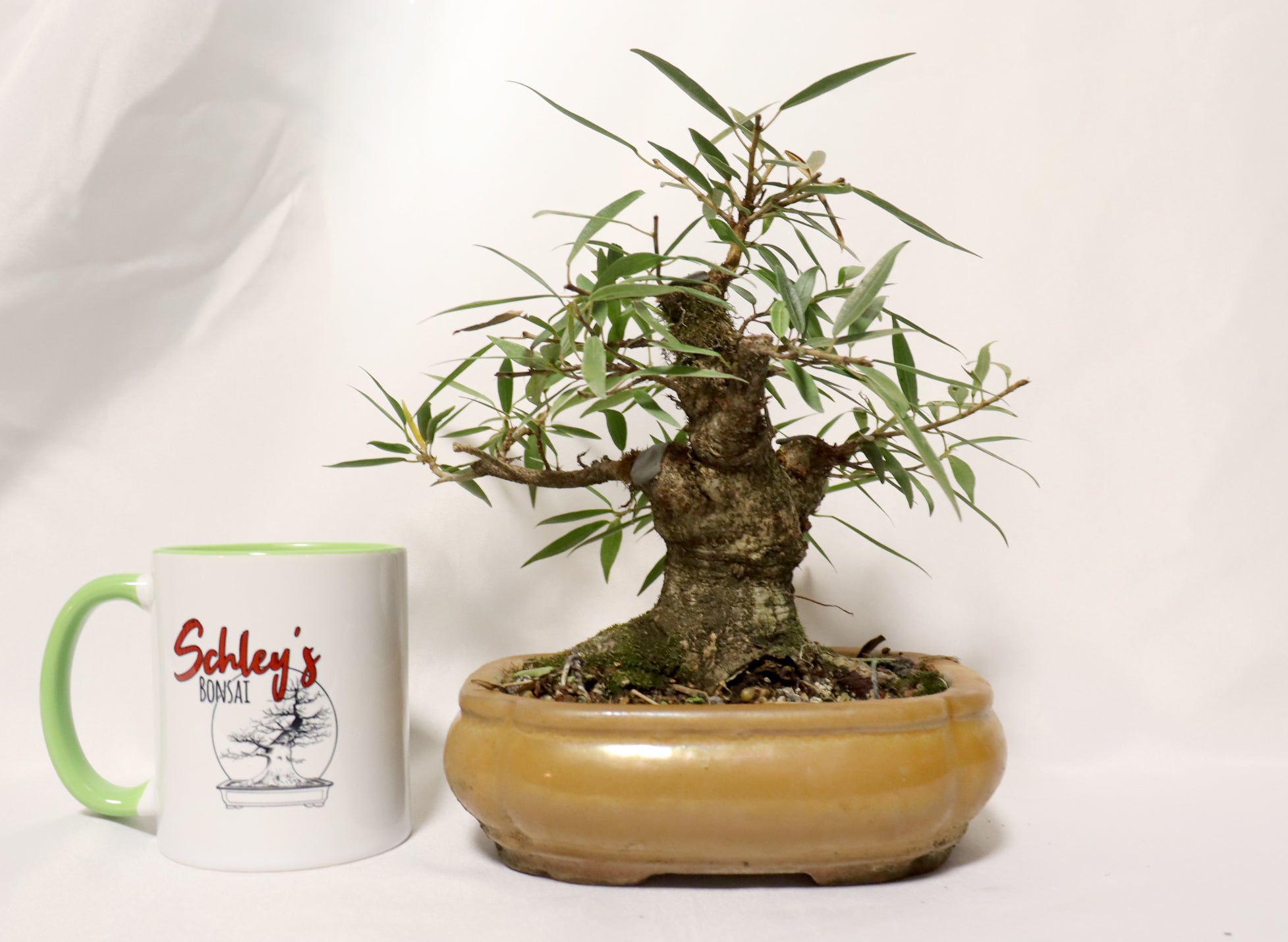 Willow Leaf FIcus in a Glazed Container