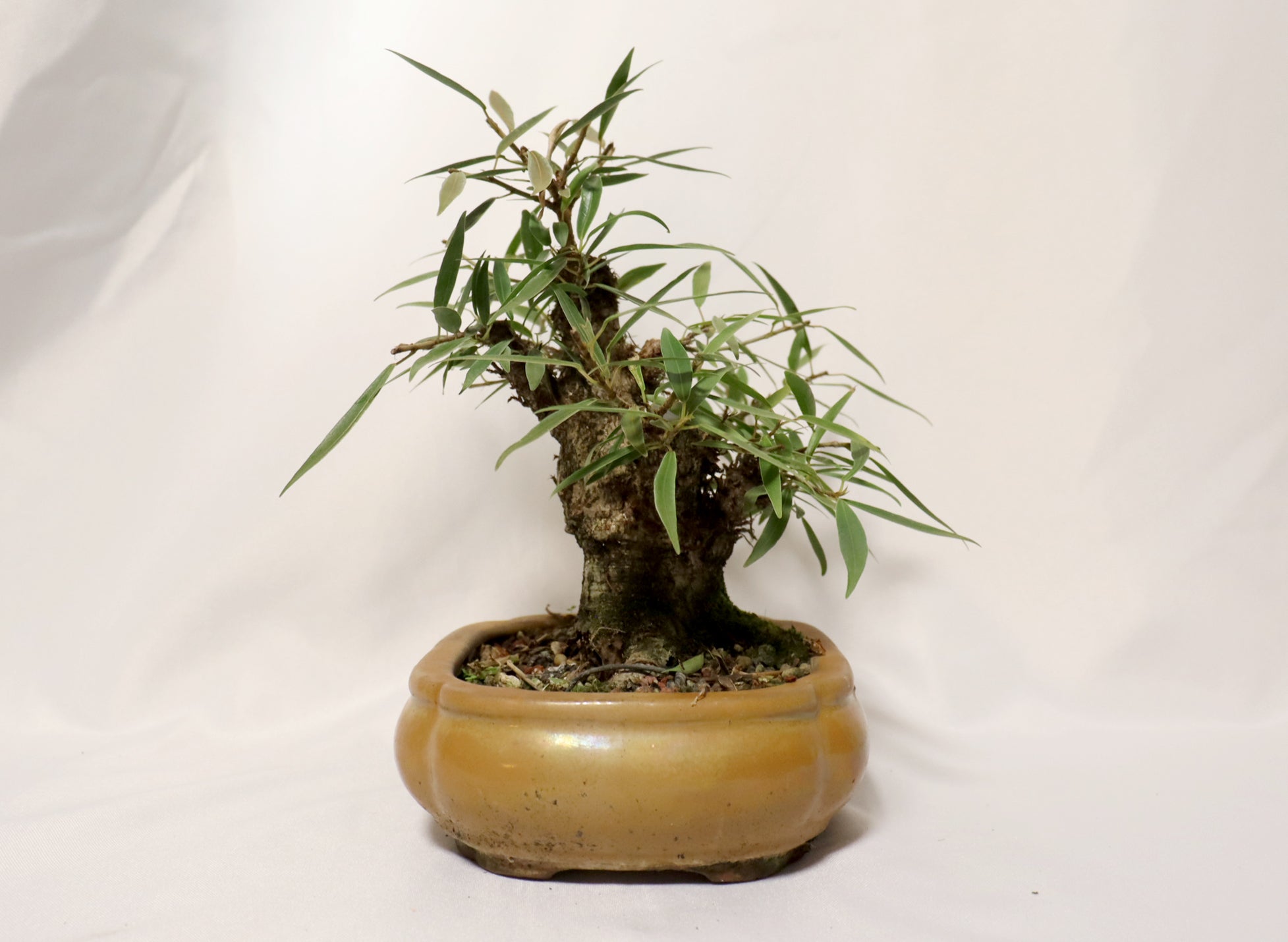Willow Leaf FIcus in a Glazed Container