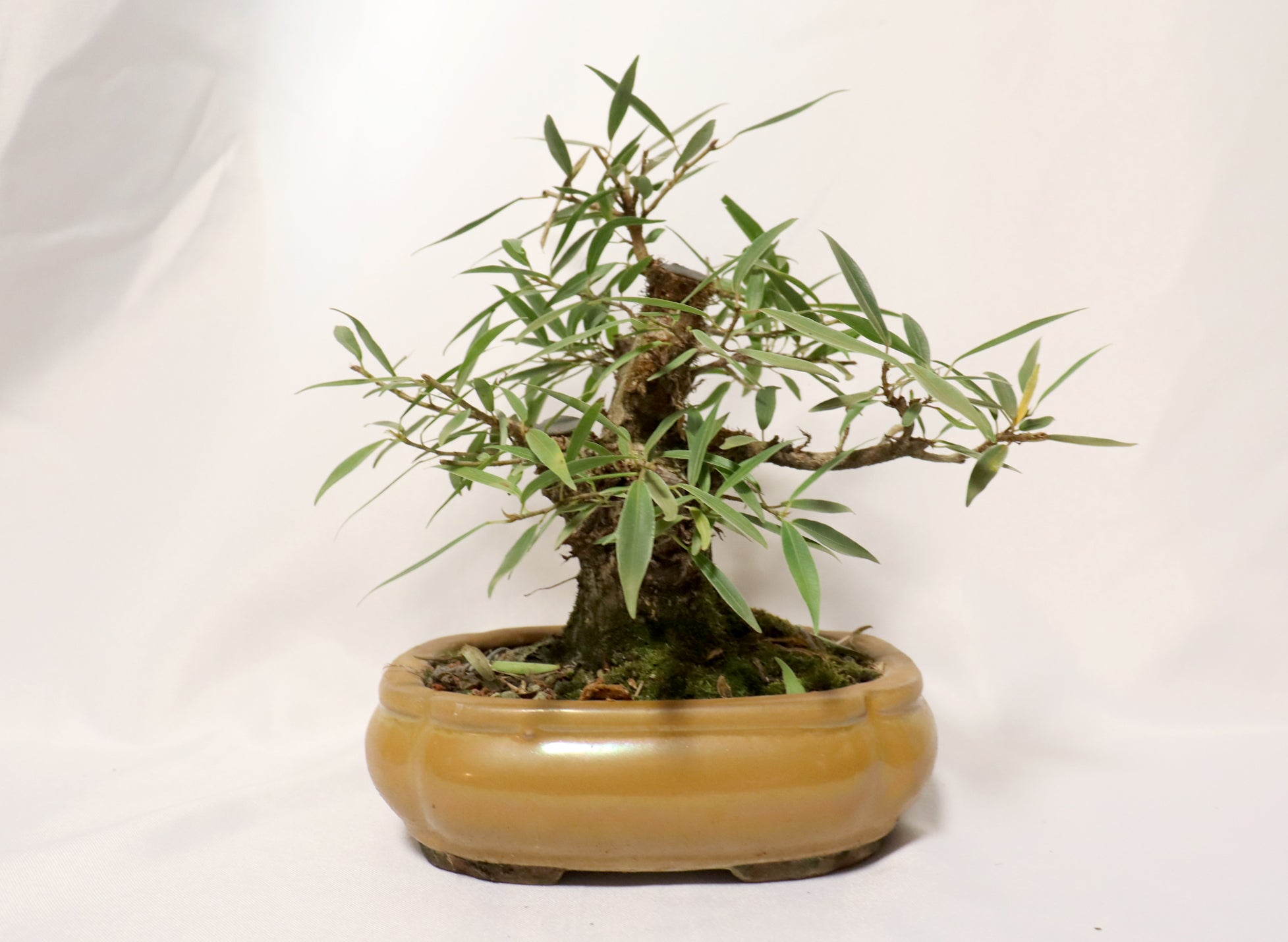 Willow Leaf FIcus in a Glazed Container