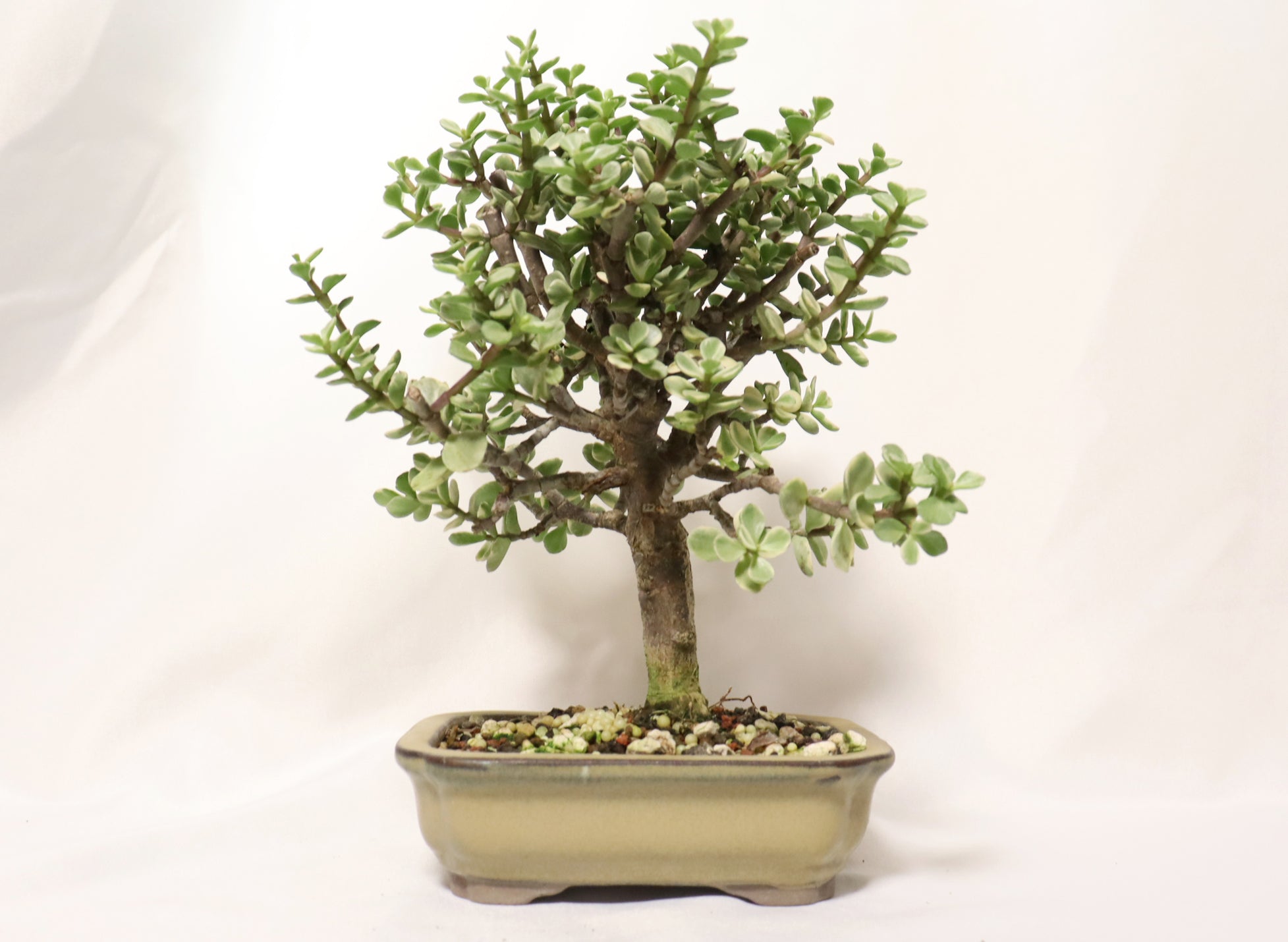 Variegated Mini Jade in a Glazed Container