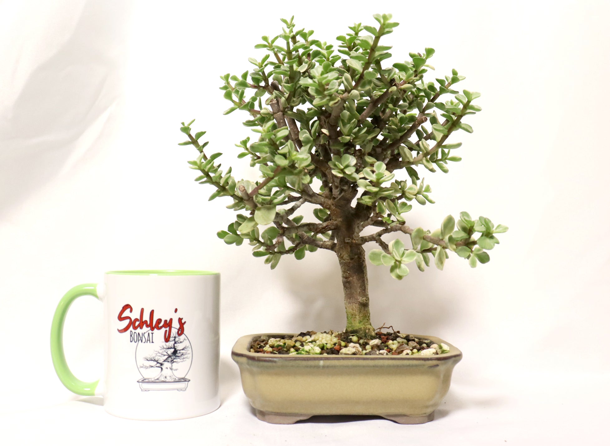 Variegated Mini Jade in a Glazed Container