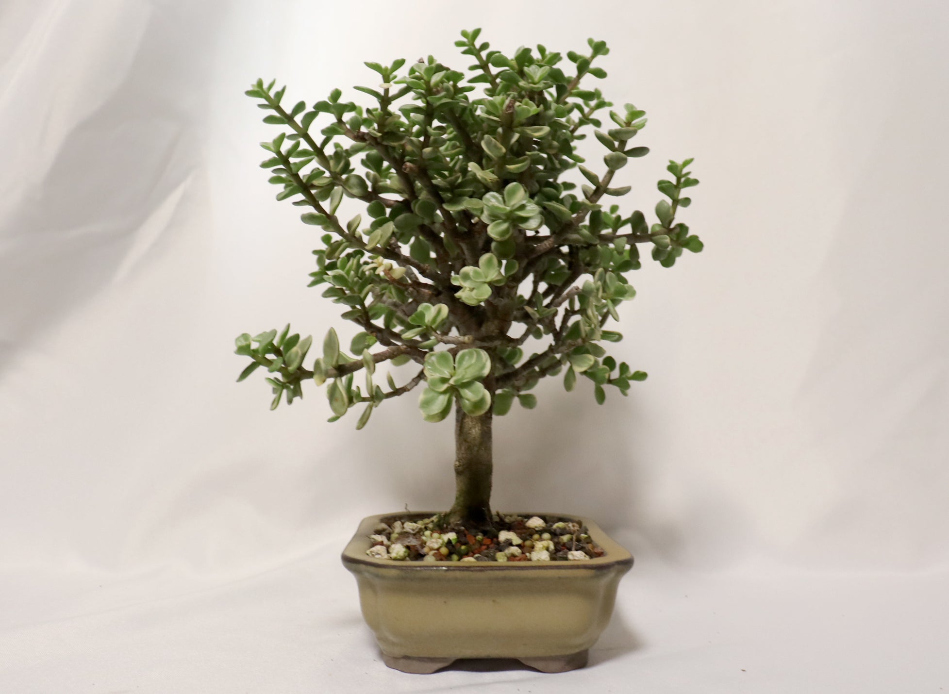 Variegated Mini Jade in a Glazed Container