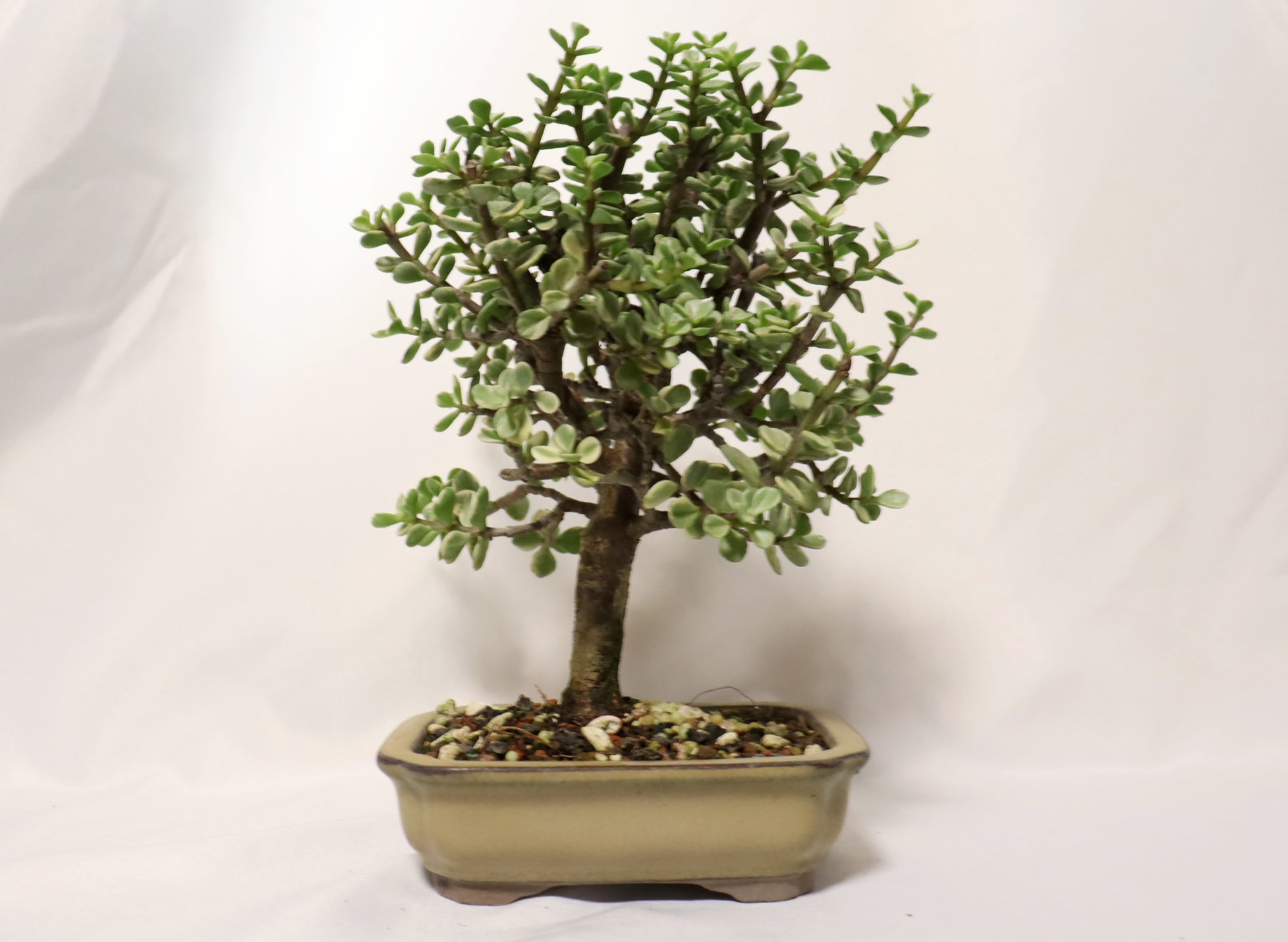 Variegated Mini Jade in a Glazed Container