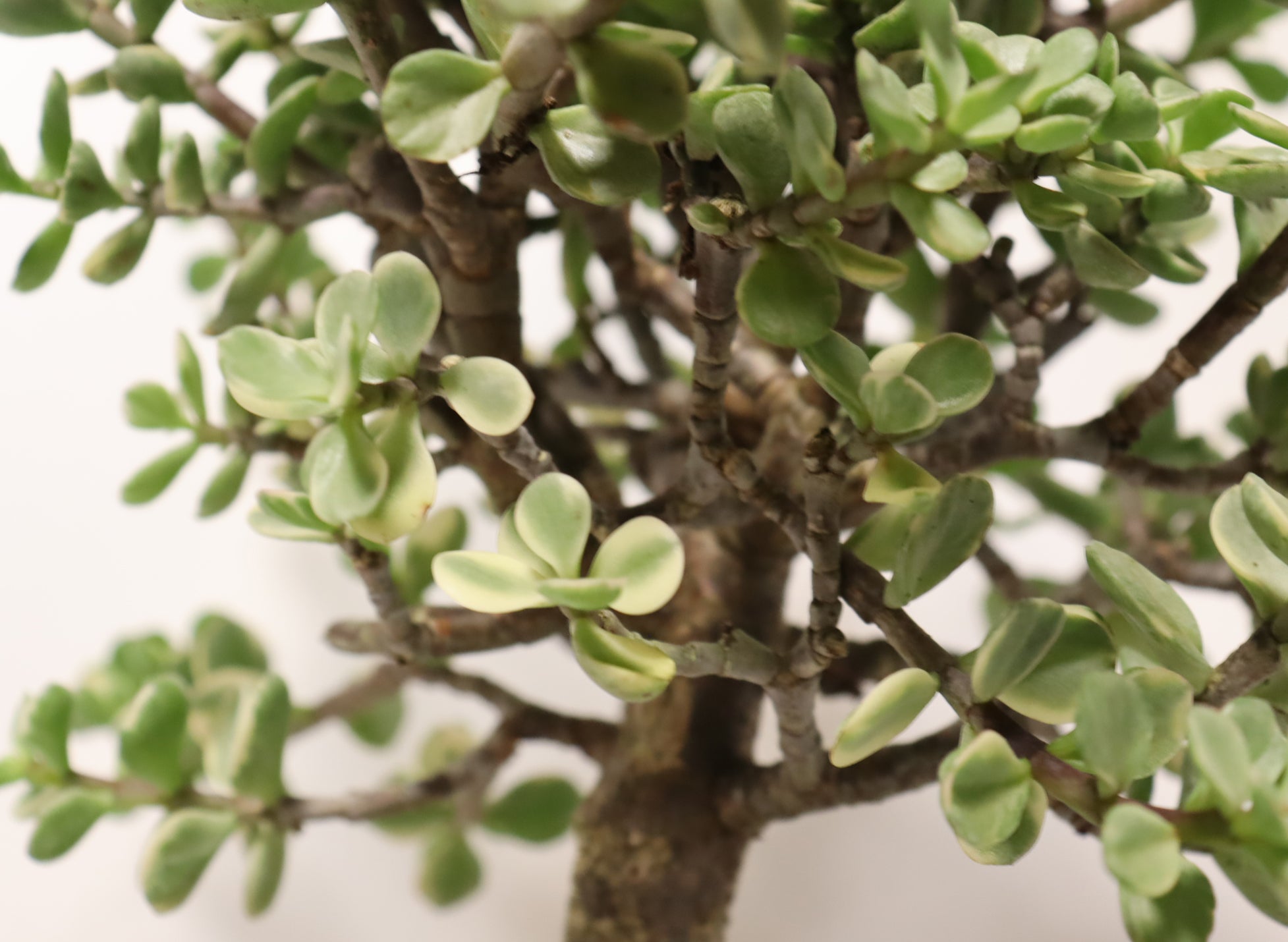 Variegated Mini Jade in a Glazed Container