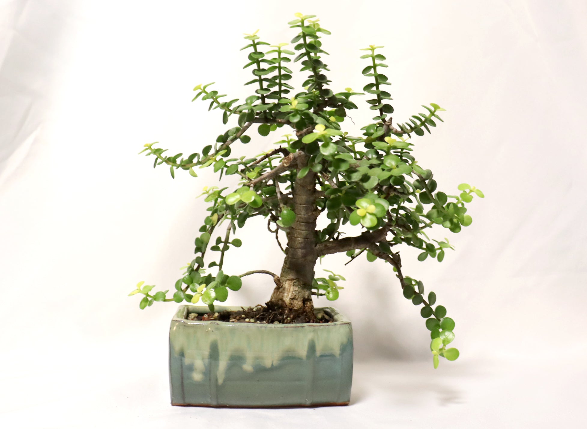 Golden Mini Jade in a Glazed Container