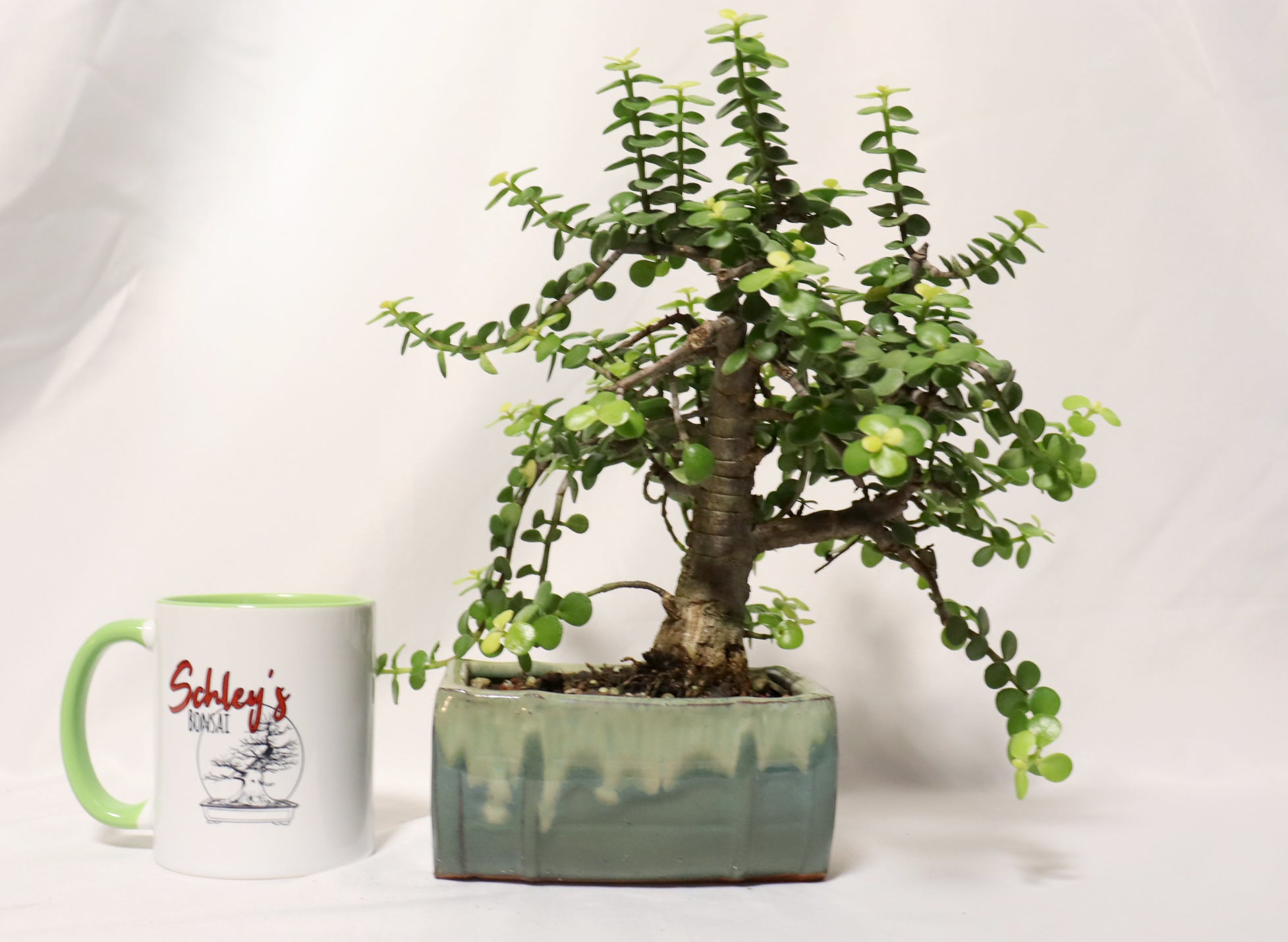 Golden Mini Jade in a Glazed Container