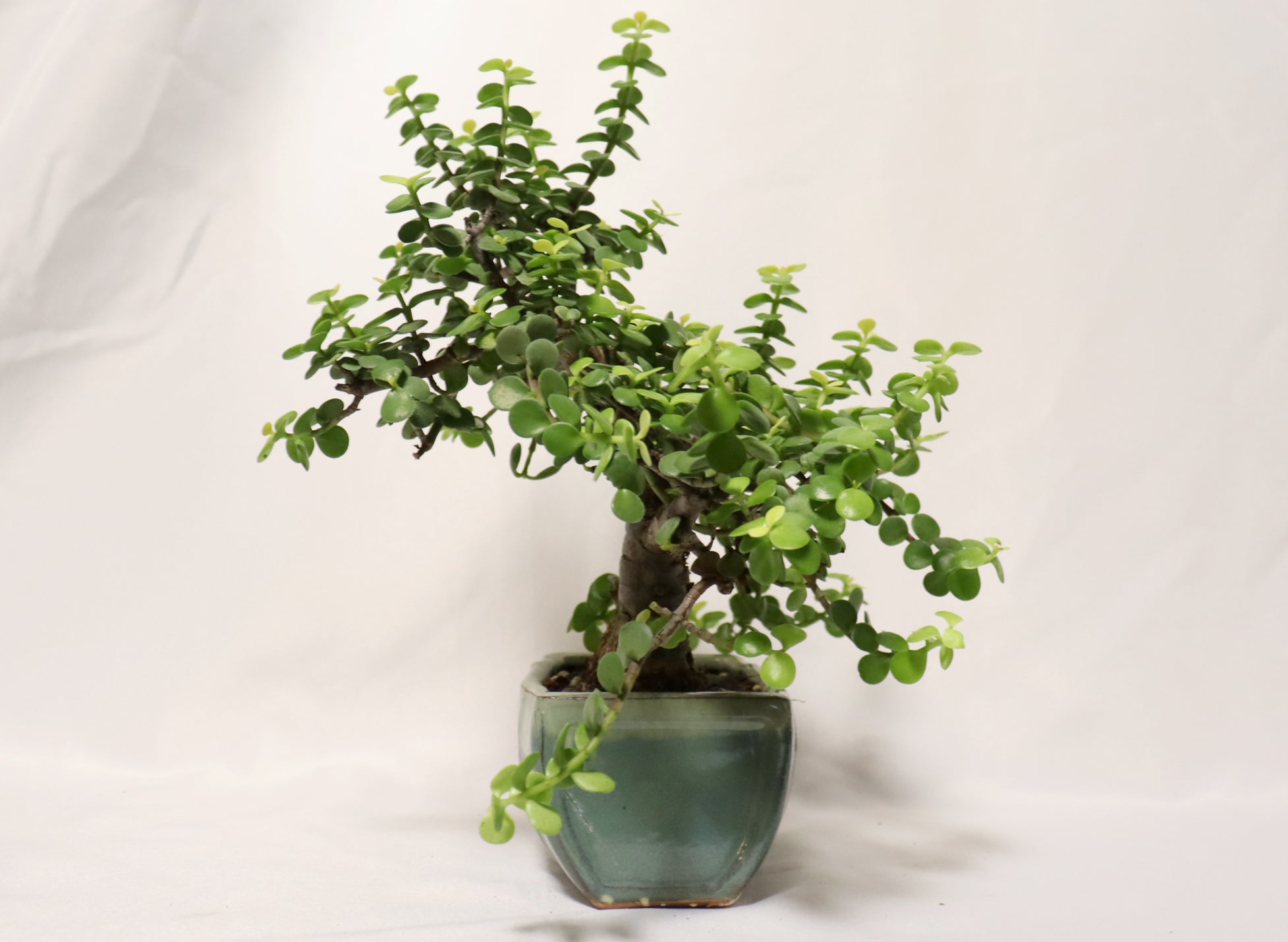 Golden Mini Jade in a Glazed Container