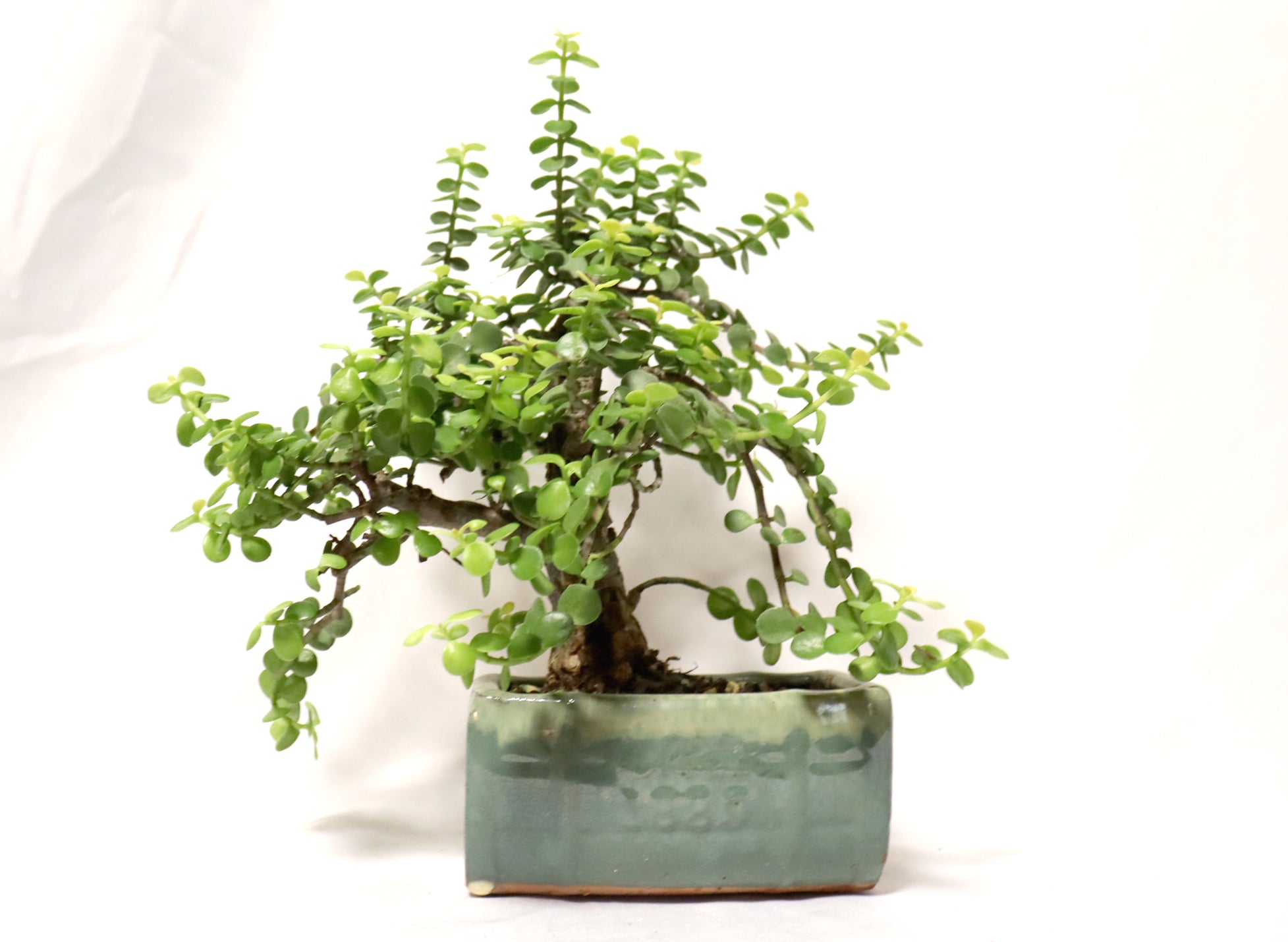 Golden Mini Jade in a Glazed Container