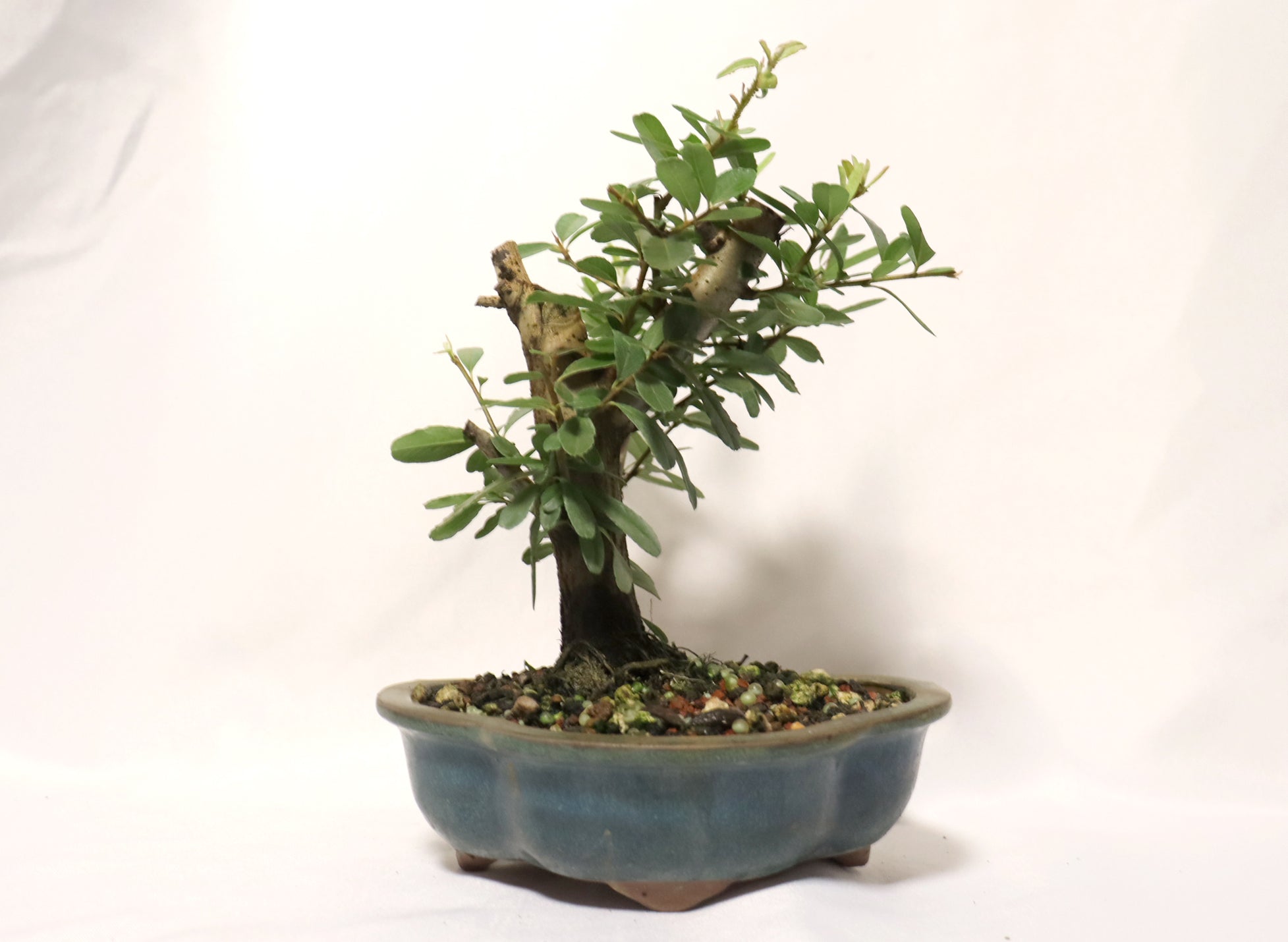 Pyracantha (Firethorn) in a Glazed Lotus Pot