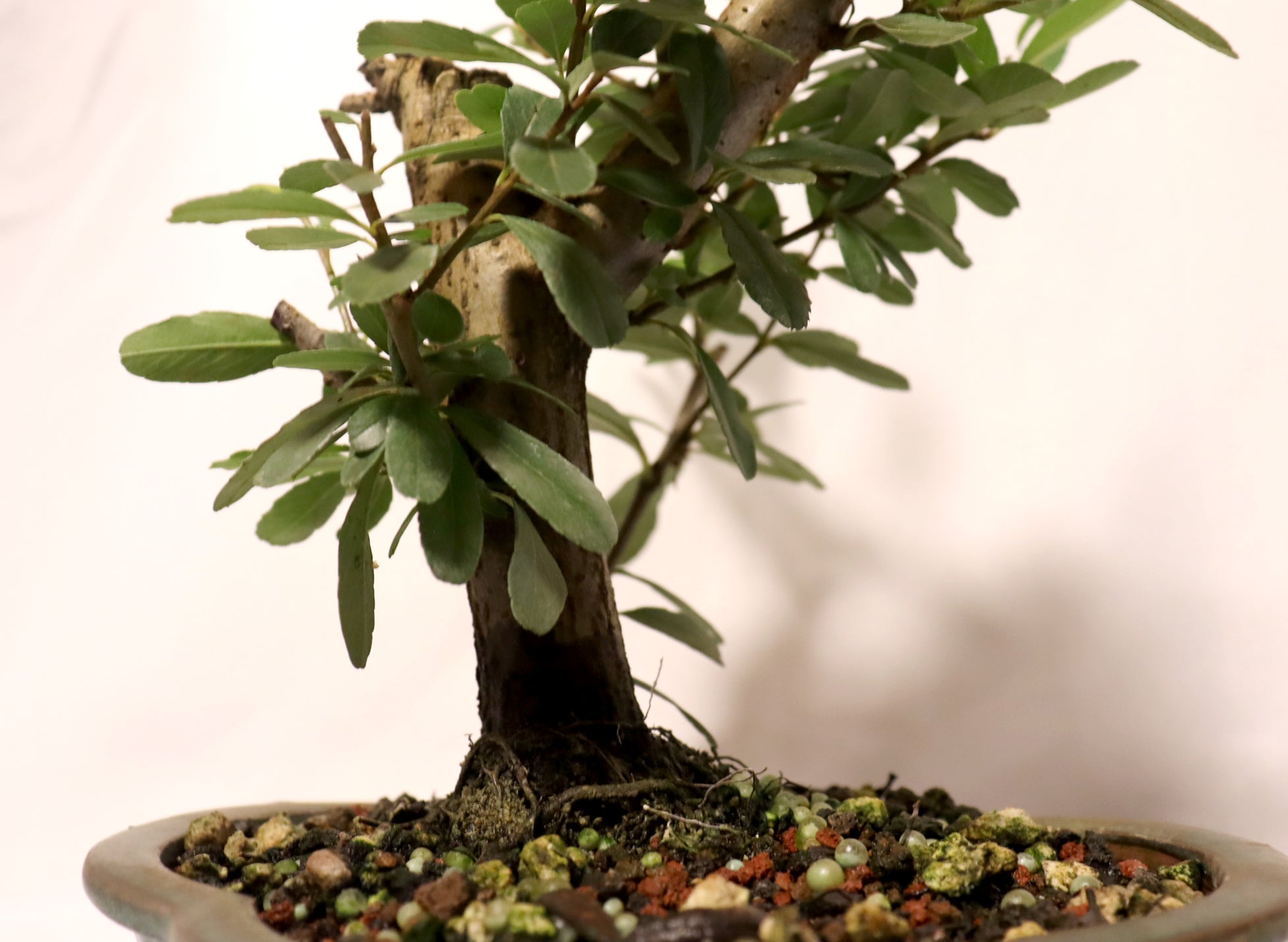 Pyracantha (Firethorn) in a Glazed Lotus Pot
