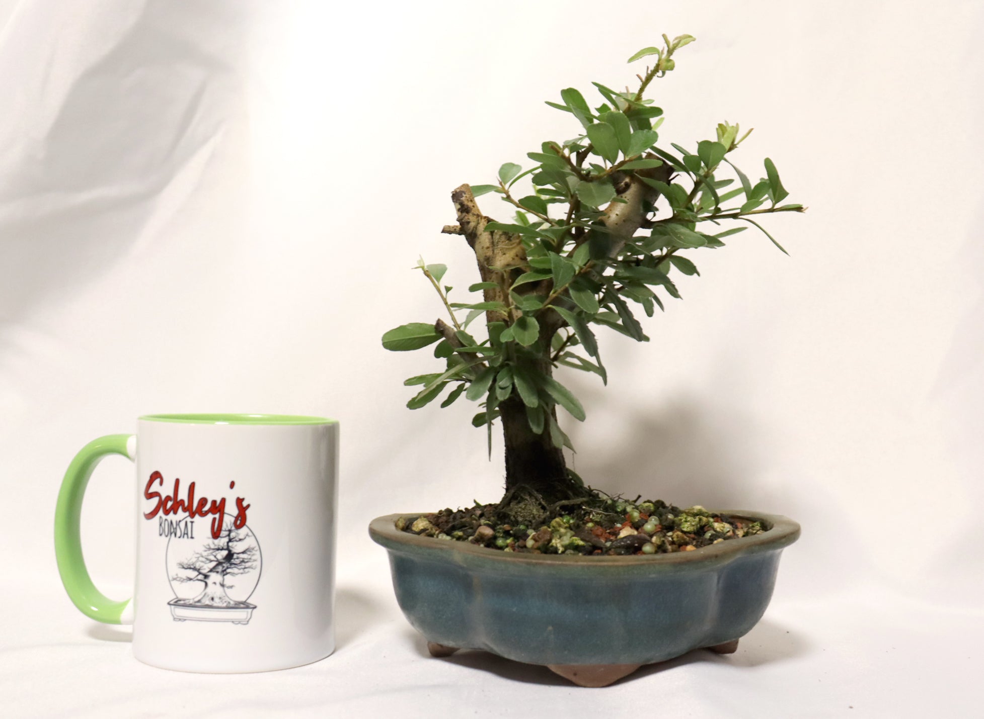 Pyracantha (Firethorn) in a Glazed Lotus Pot