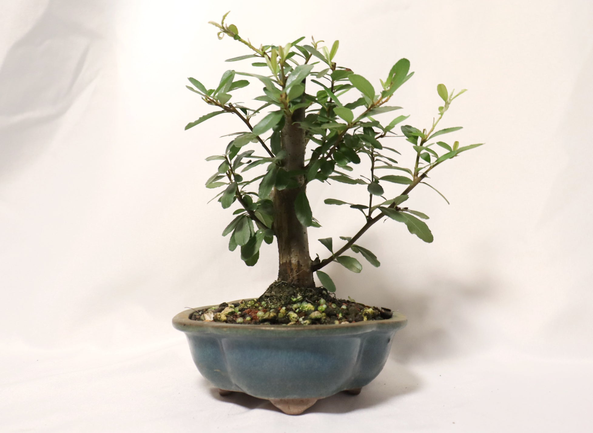 Pyracantha (Firethorn) in a Glazed Lotus Pot