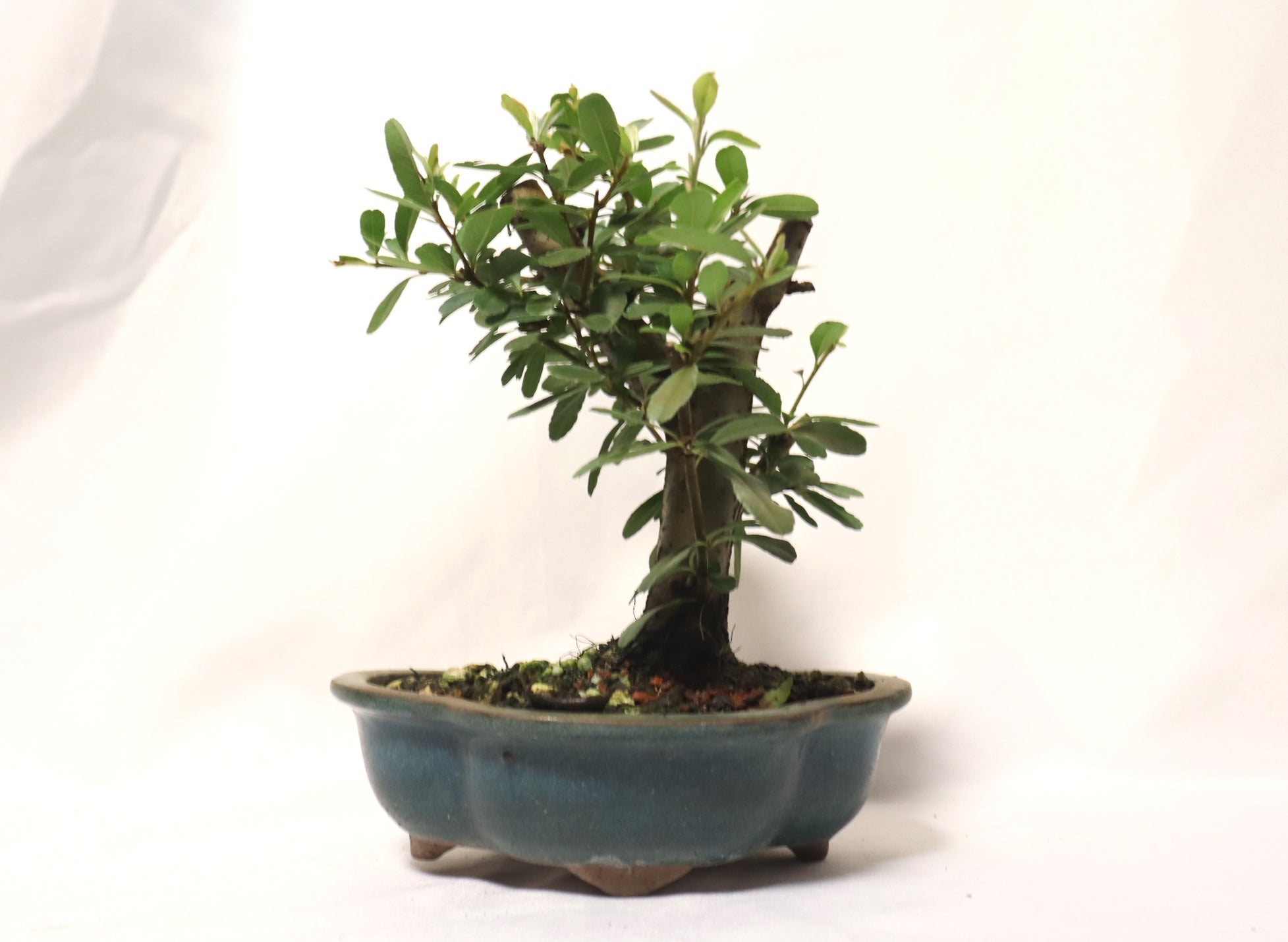 Pyracantha (Firethorn) in a Glazed Lotus Pot