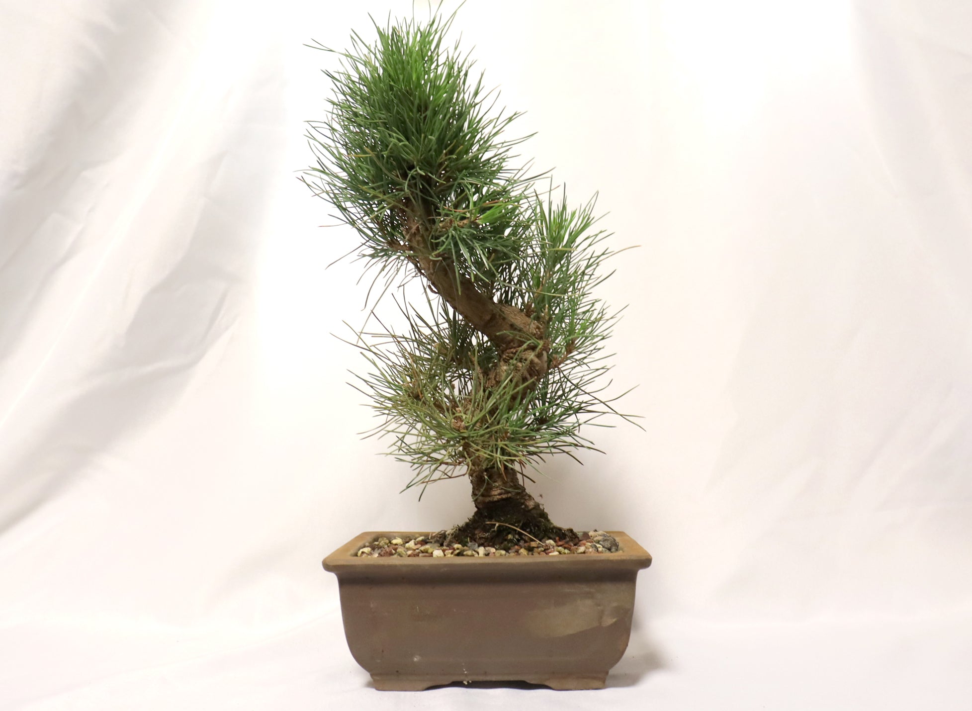 Japanese Black Pine in an Unglazed Container
