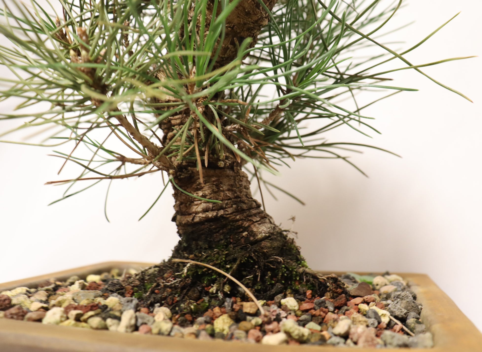 Japanese Black Pine in an Unglazed Container