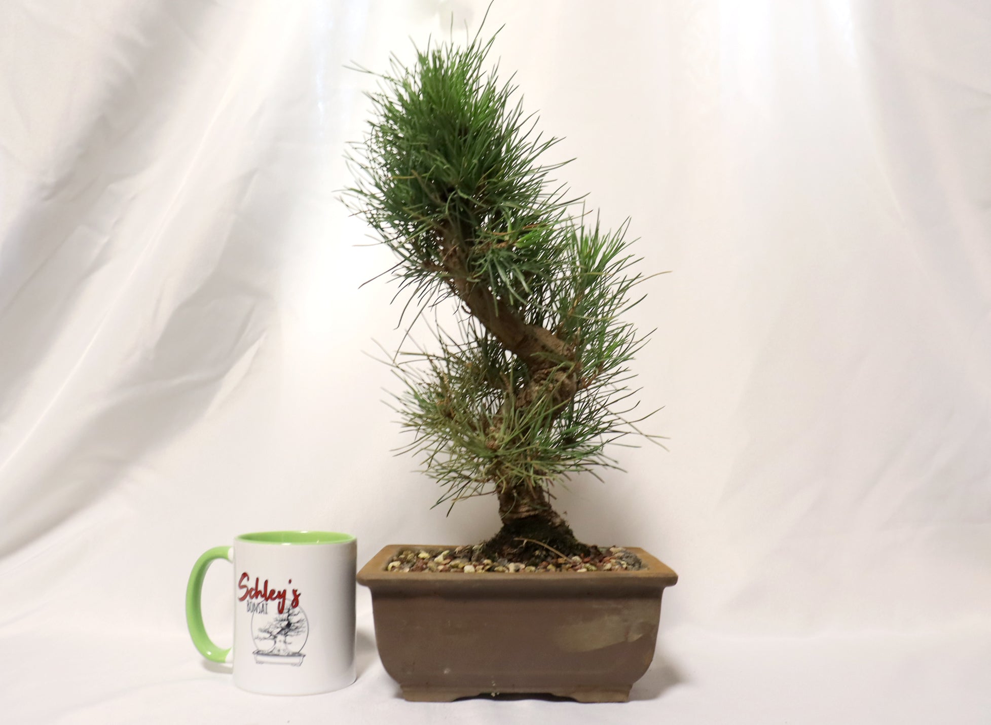 Japanese Black Pine in an Unglazed Container