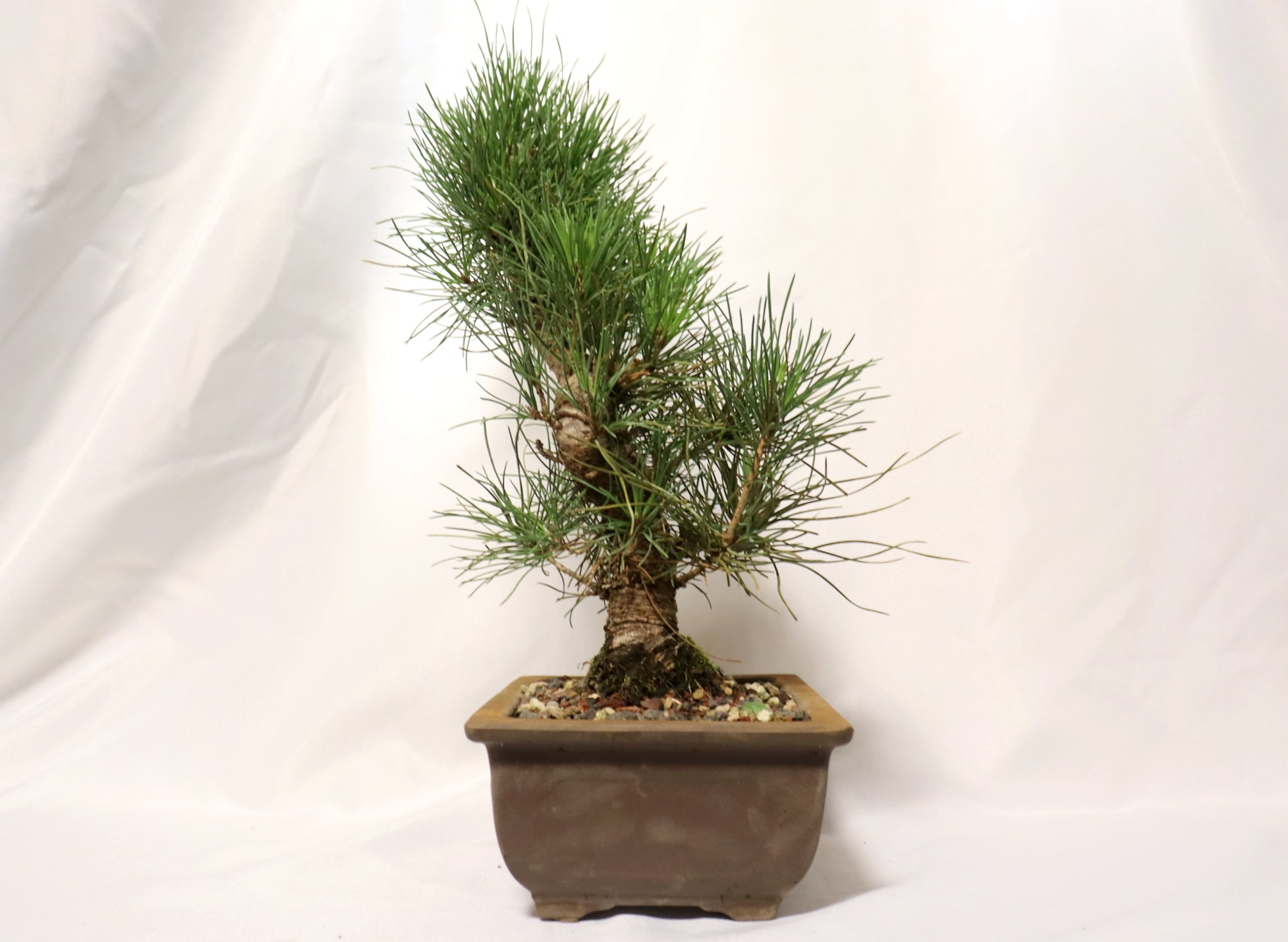 Japanese Black Pine in an Unglazed Container