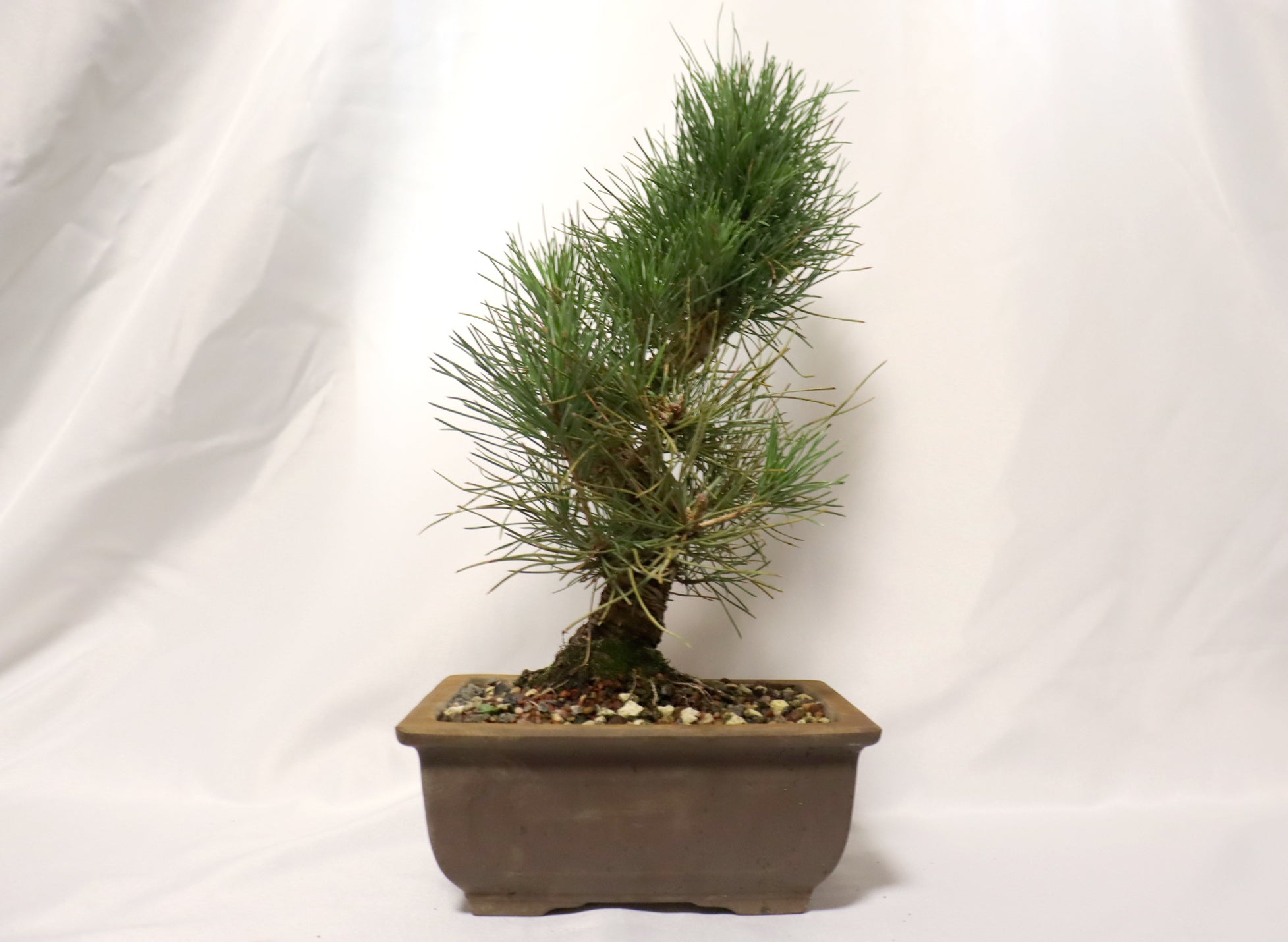 Japanese Black Pine in an Unglazed Container