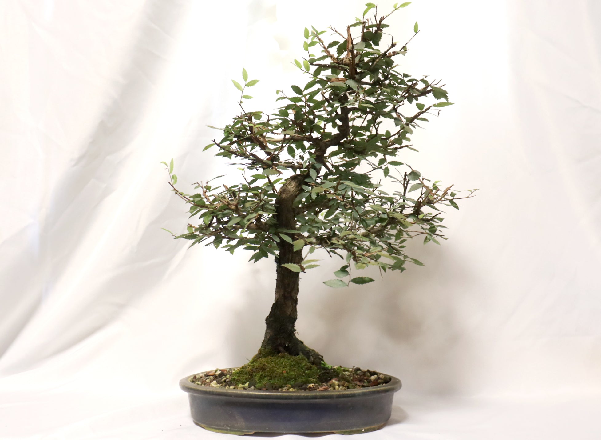 Winged Elm in a Glazed Pot