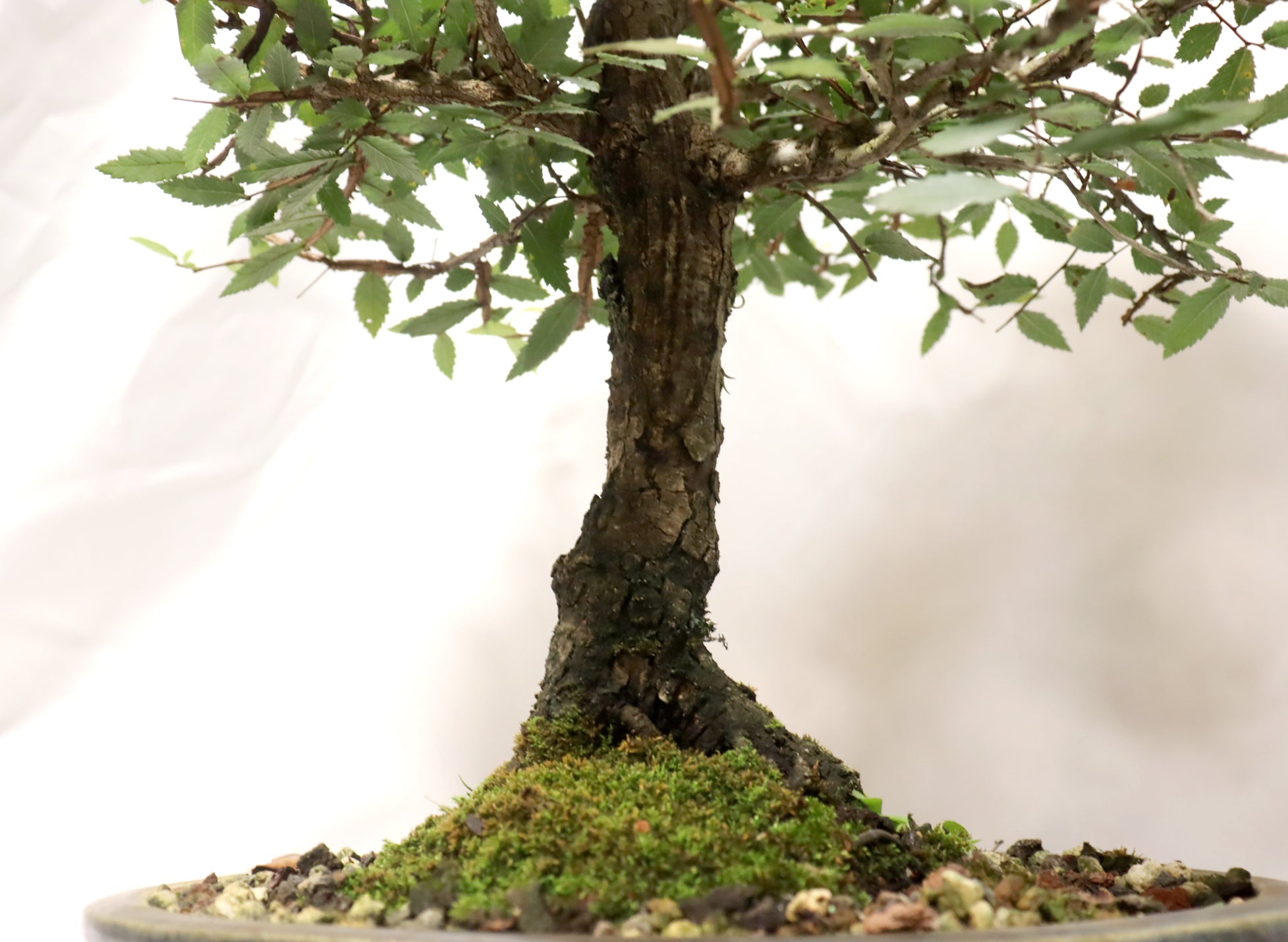 Winged Elm in a Glazed Pot