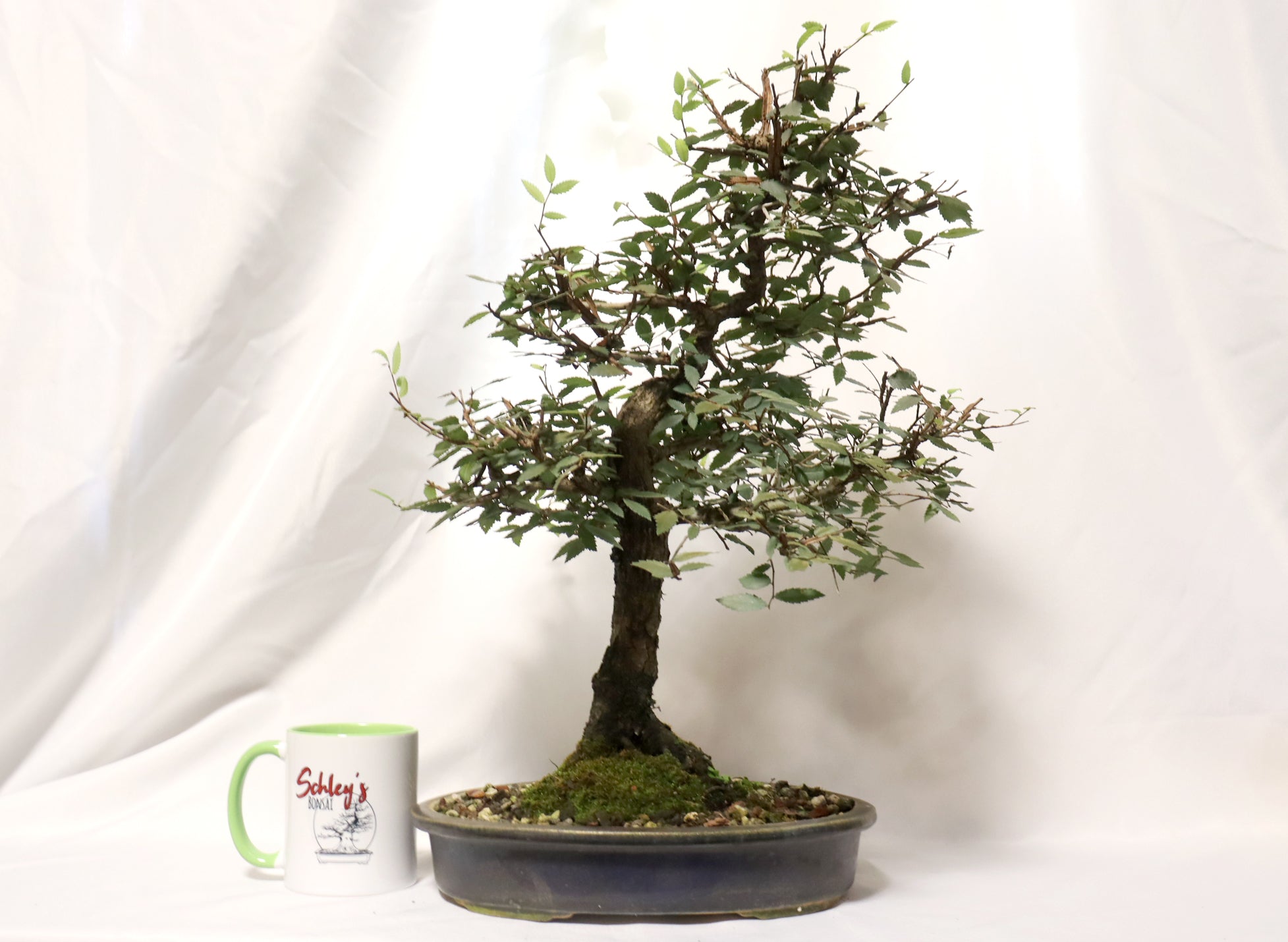 Winged Elm in a Glazed Pot