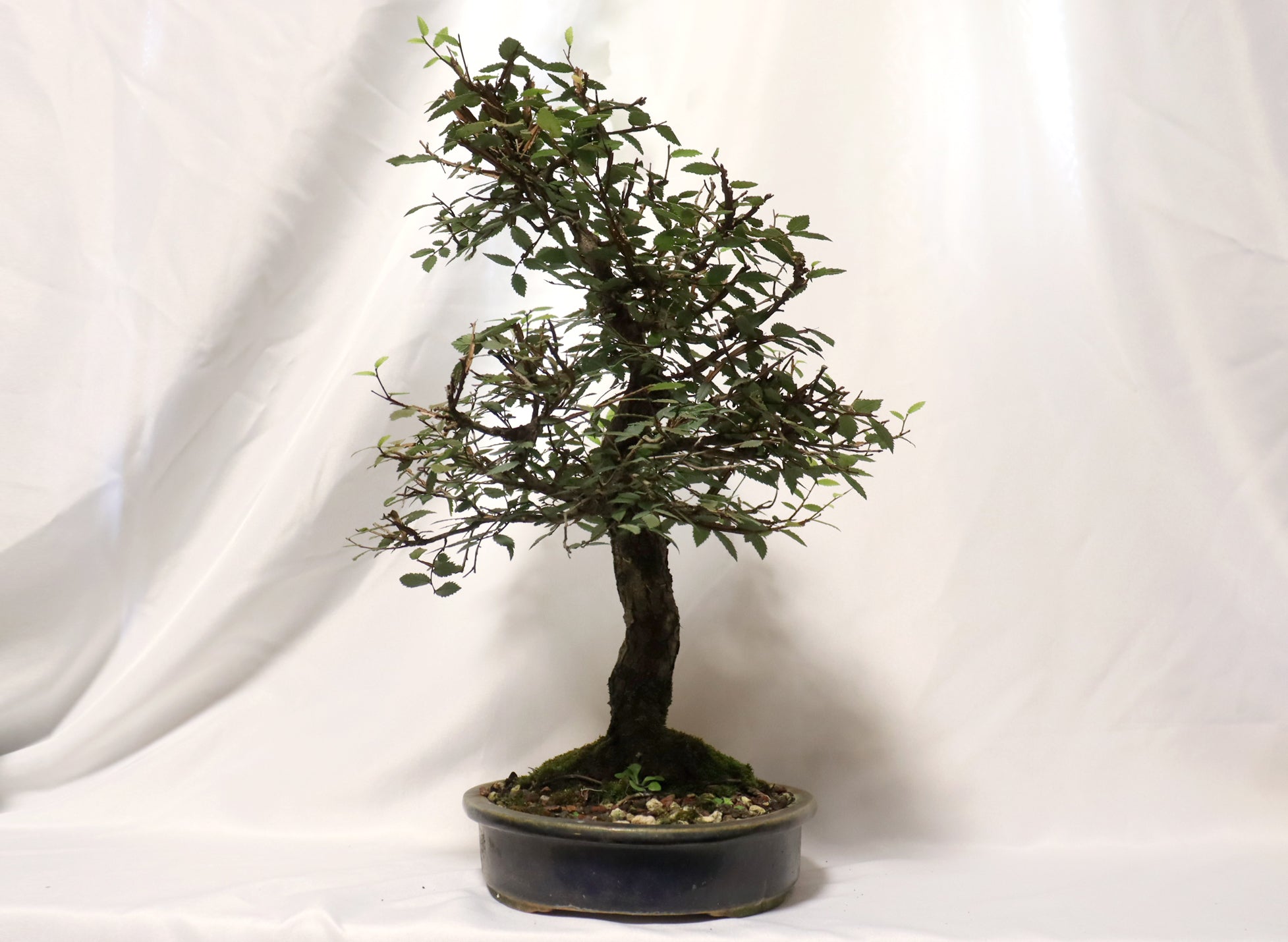 Winged Elm in a Glazed Pot