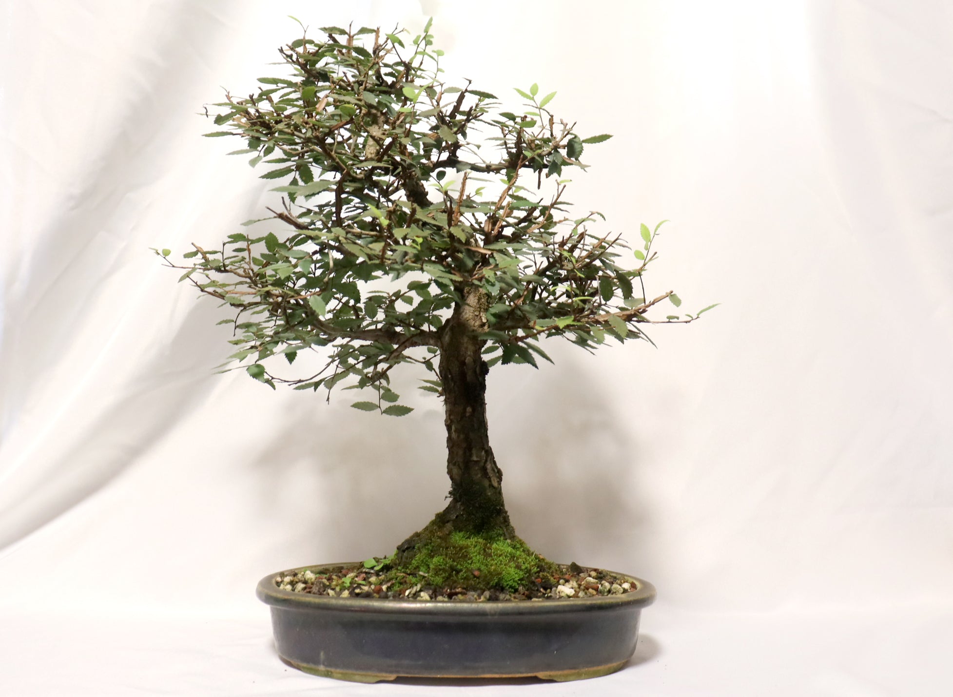 Winged Elm in a Glazed Pot